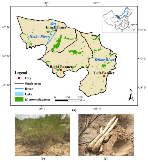 Afforestation Subsidy Determination for Haloxylon Afforestation Subsidy Determination for Haloxylon