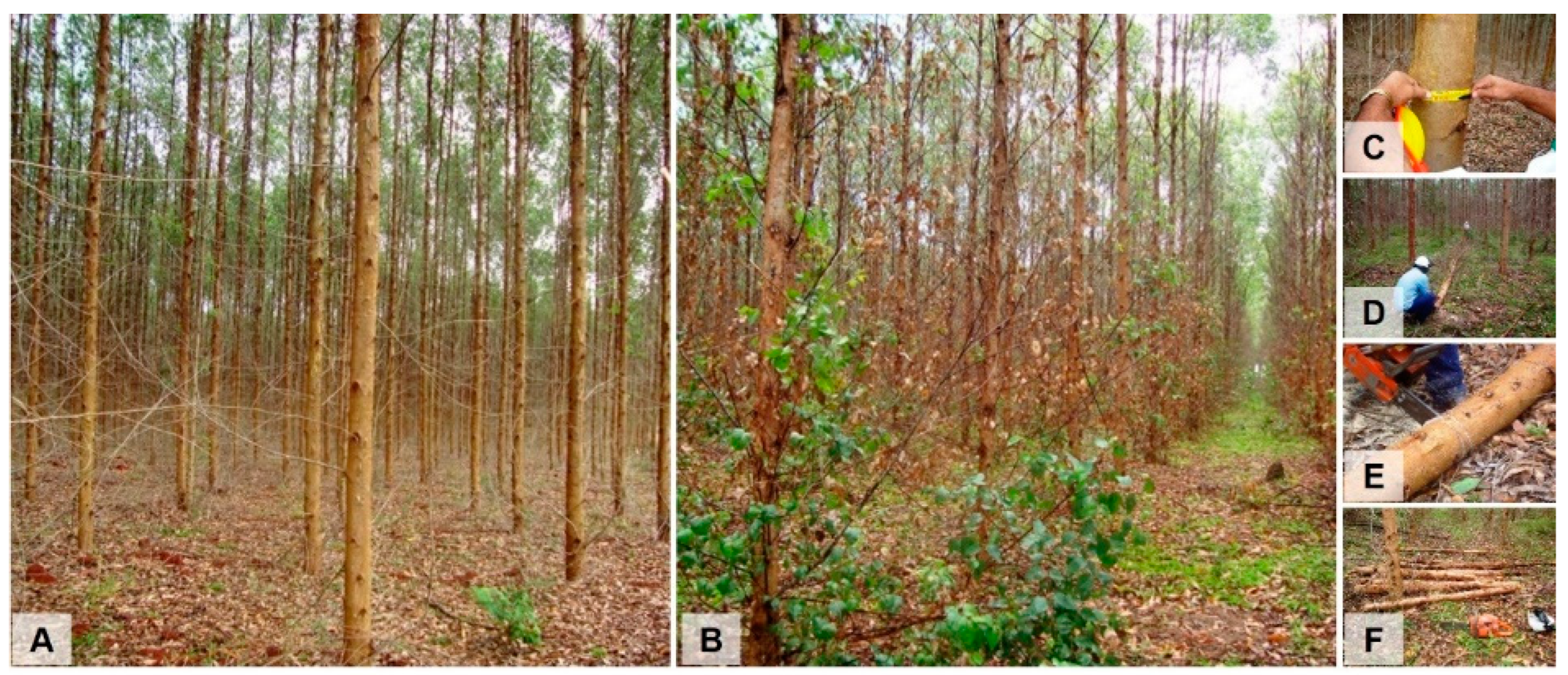 Forests 13 00504 g001 550