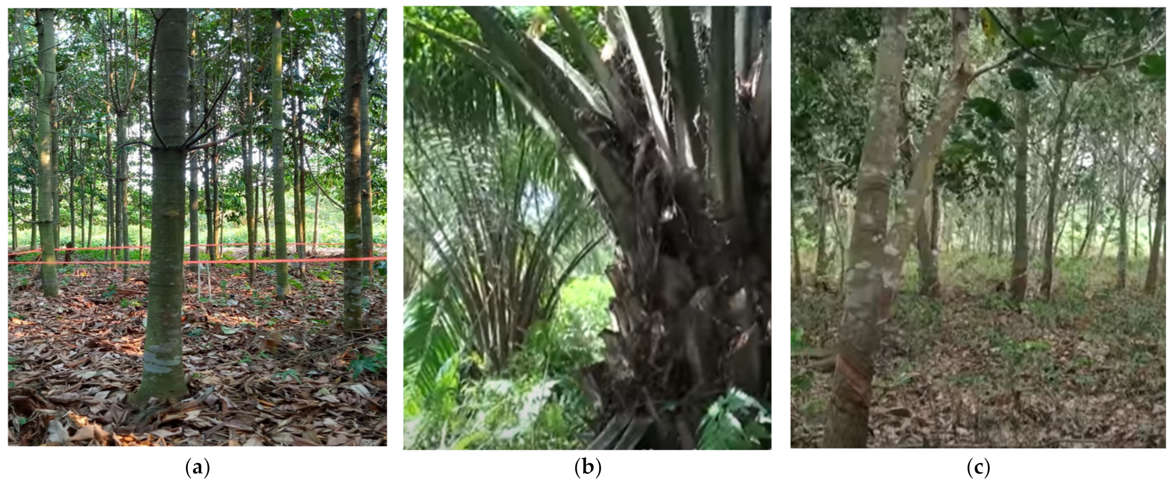 Forests 13 00505 g002 550