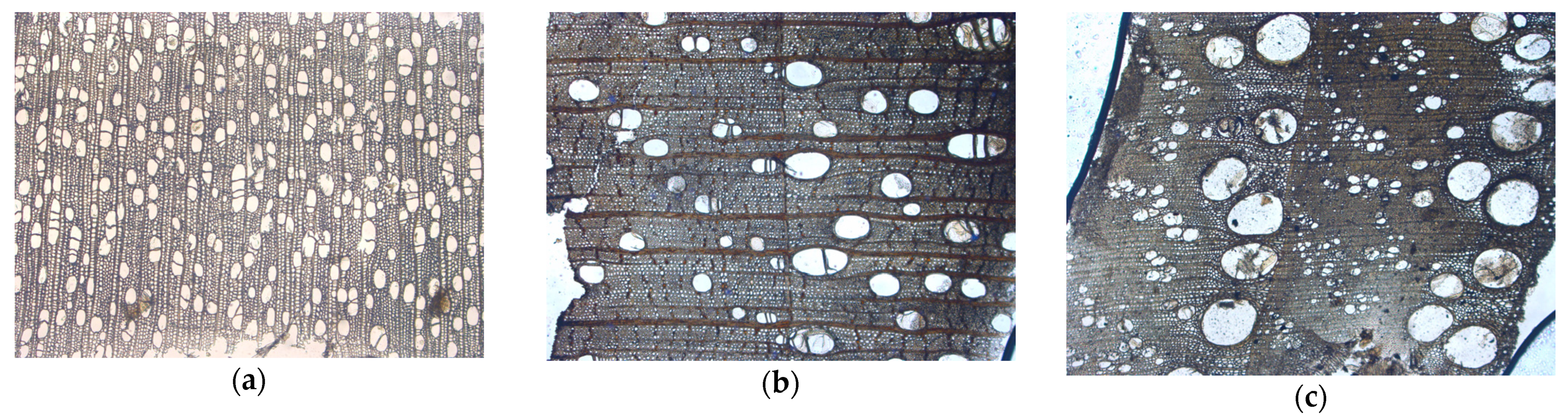 Forests 13 00517 g004 550