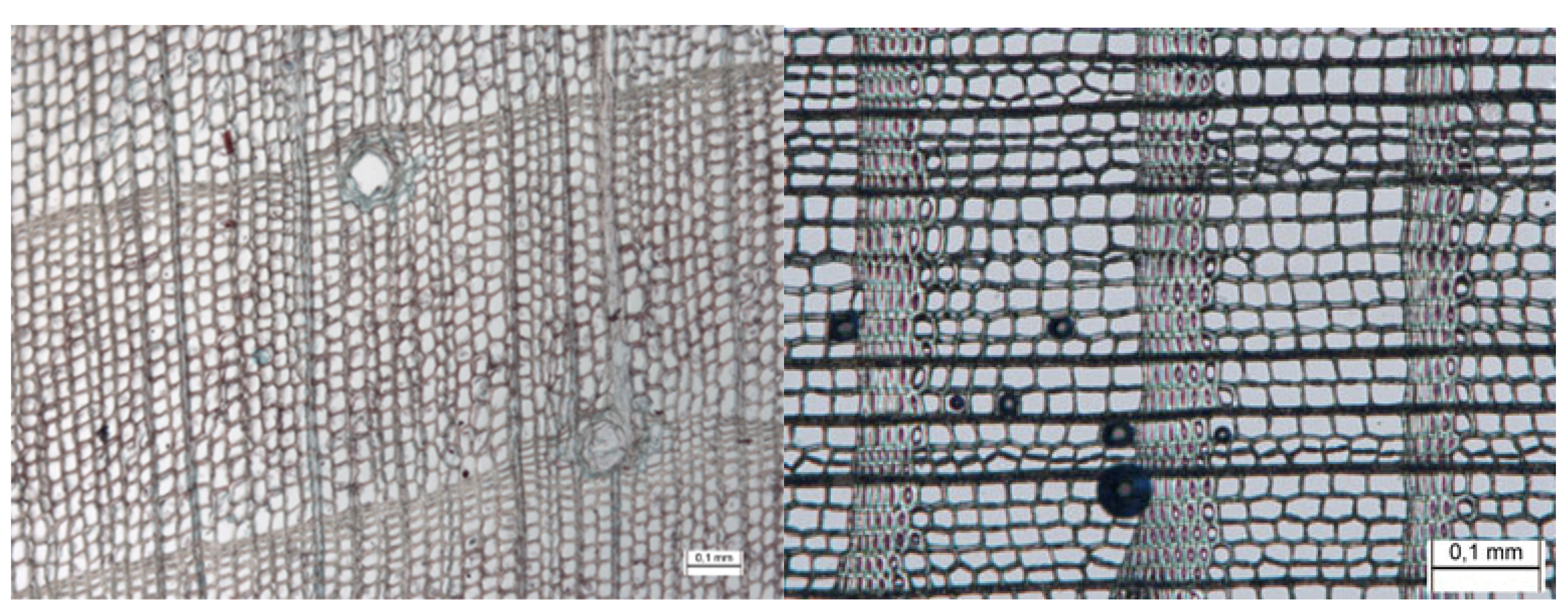 Forests 13 00517 g011 550