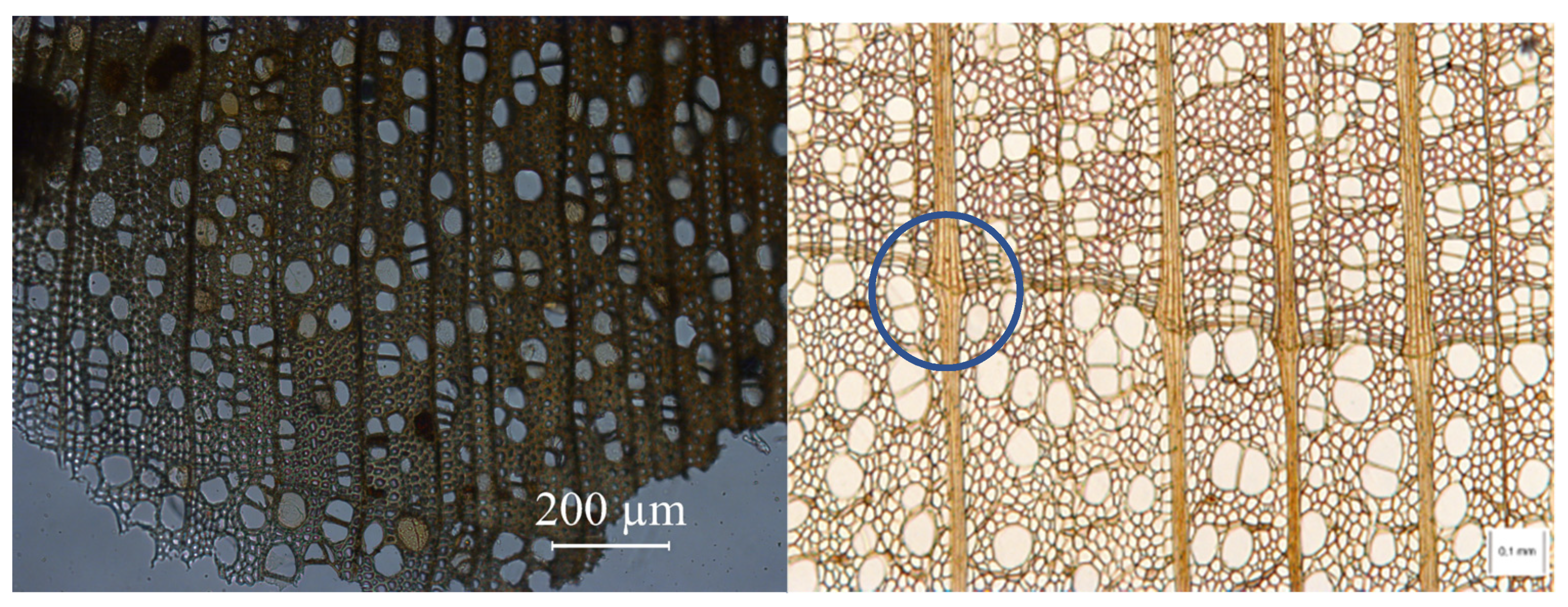 Forests 13 00517 g012 550