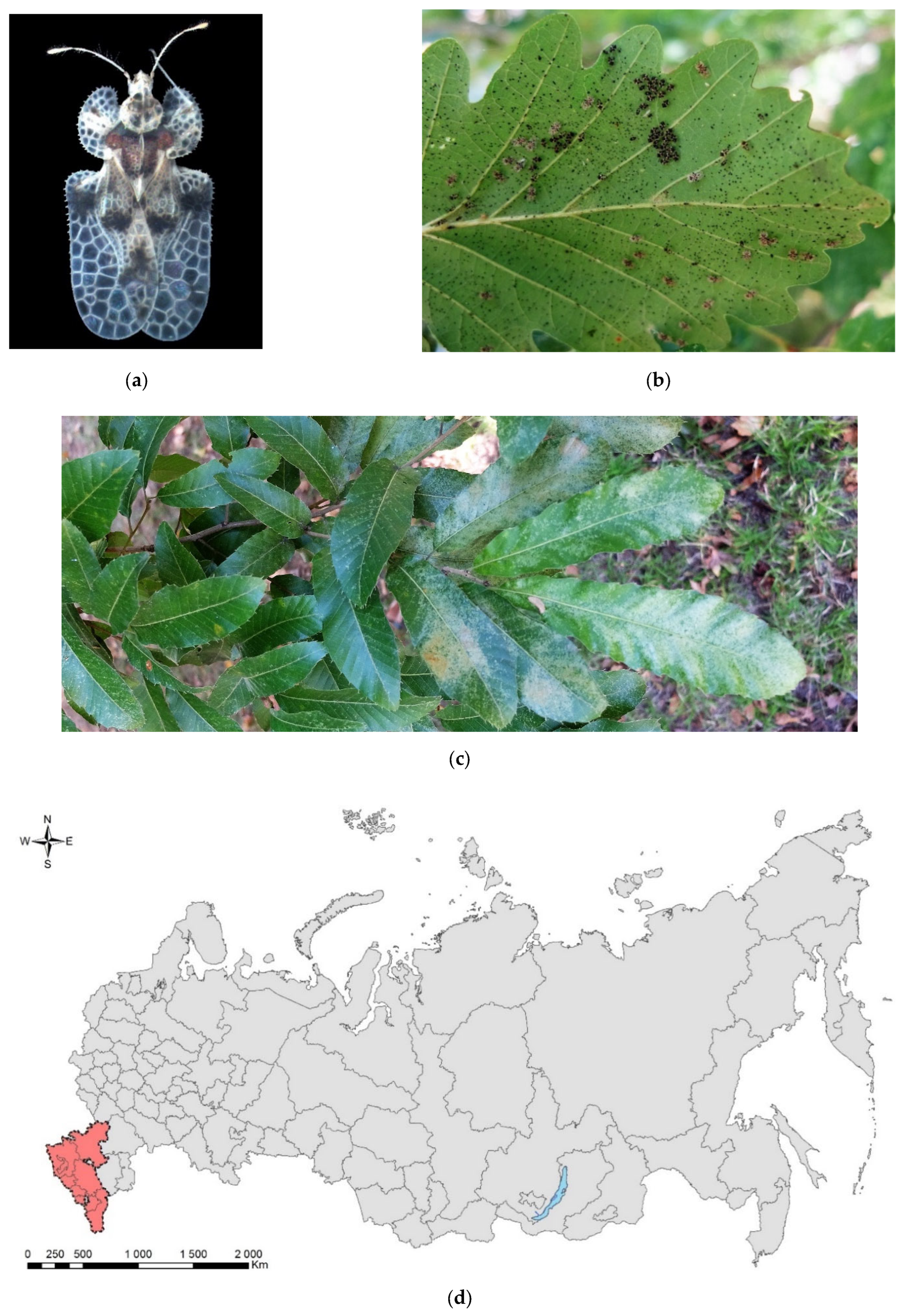 Forests 13 00521 g003 Forests 13 00521 g003