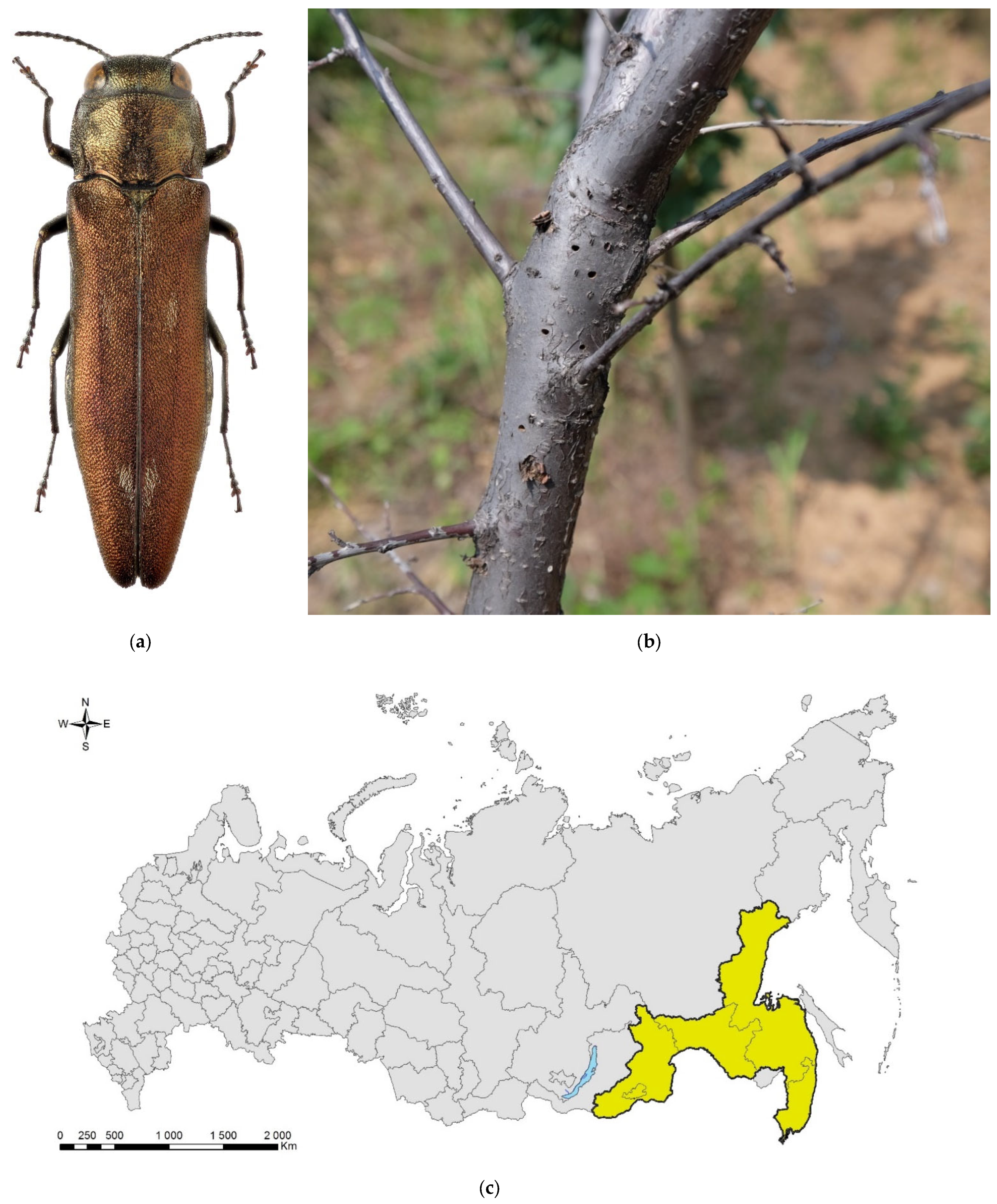 Forests 13 00521 g005 Forests 13 00521 g005