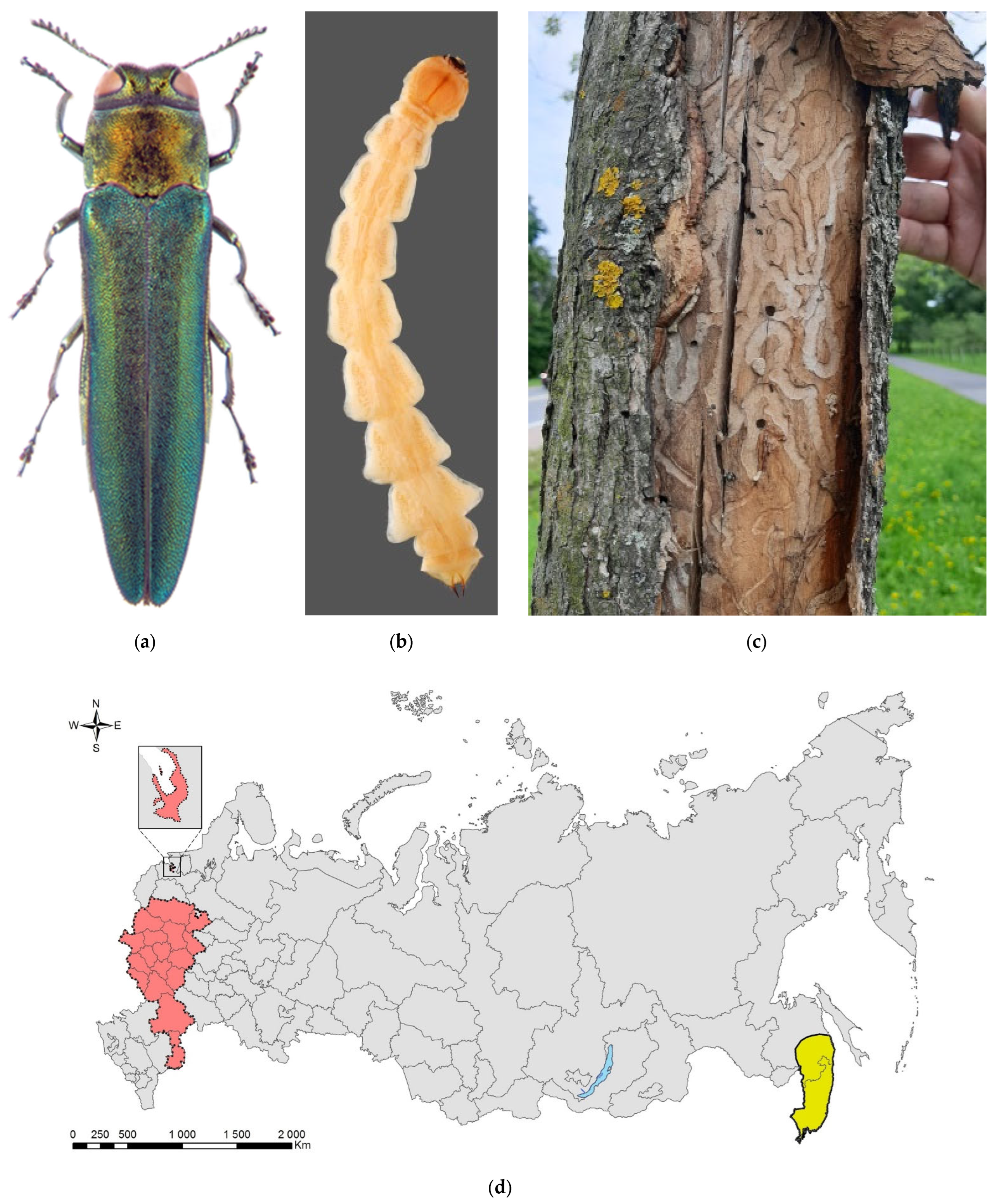 Forests 13 00521 g006 Forests 13 00521 g006