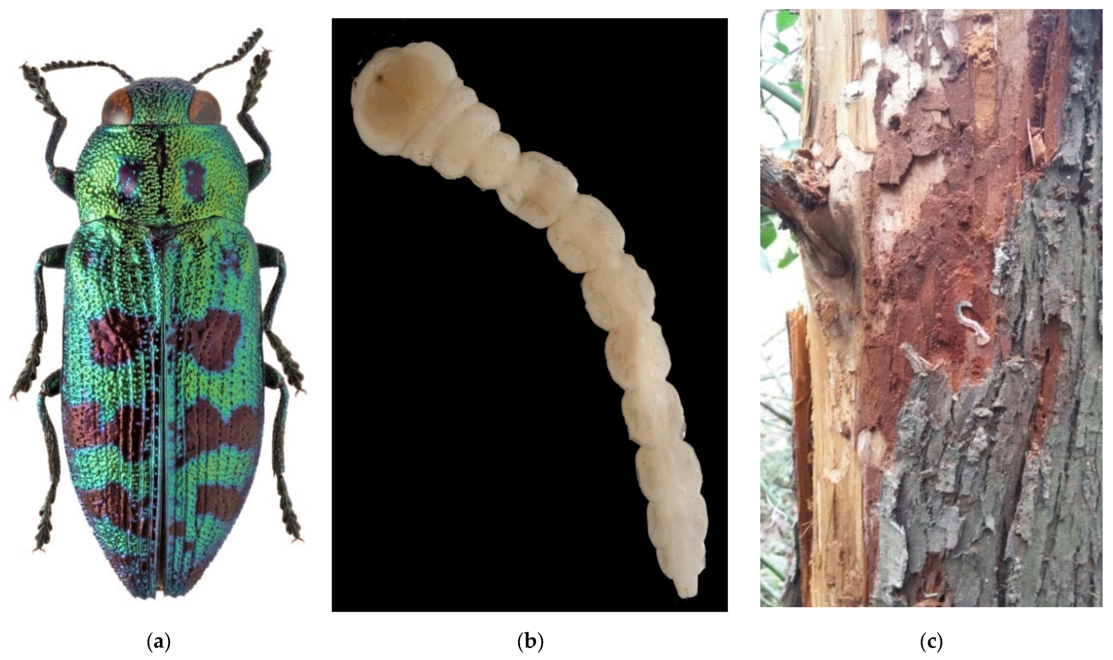 Forests 13 00521 g007a Forests 13 00521 g007a