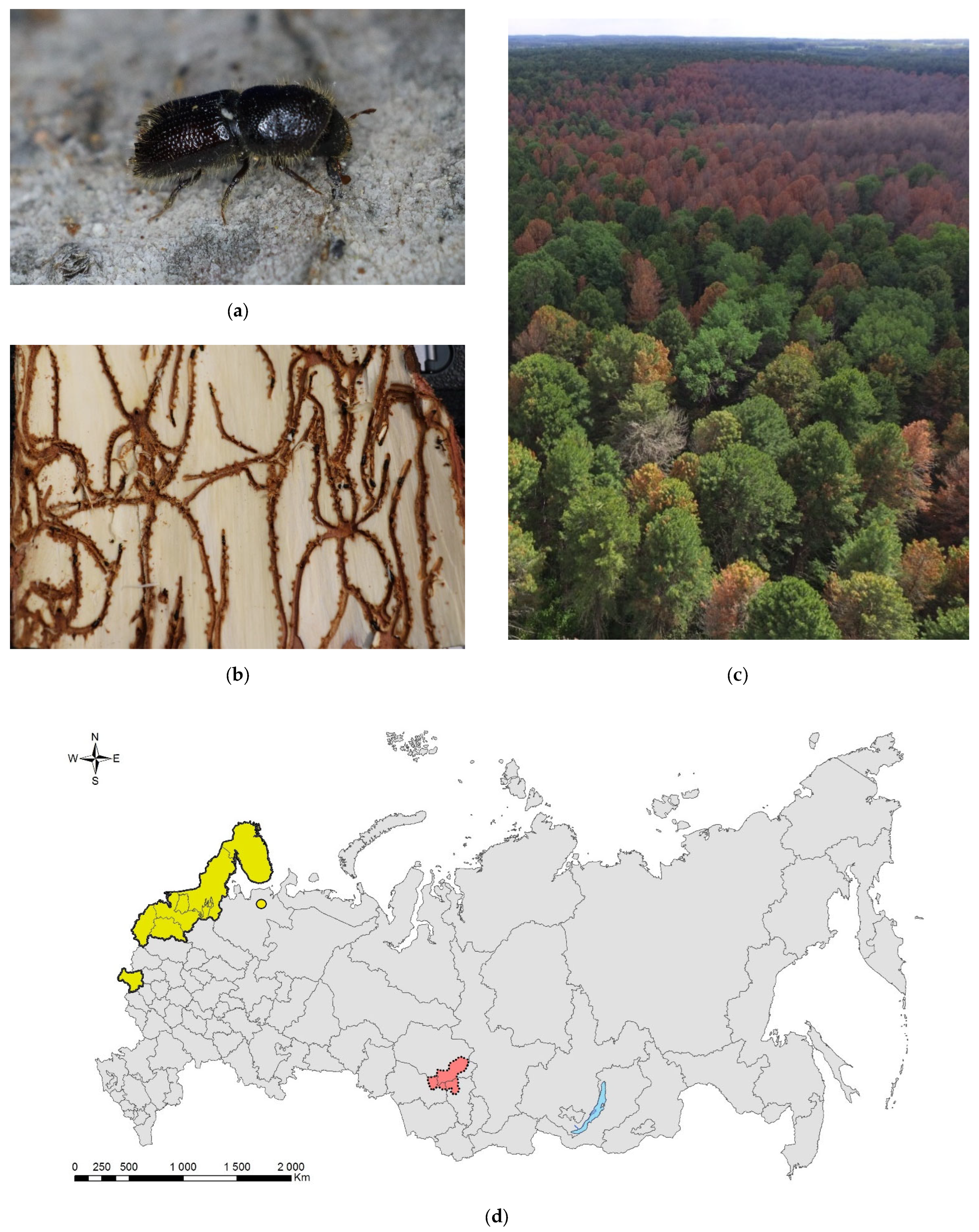 Forests 13 00521 g008 Forests 13 00521 g008