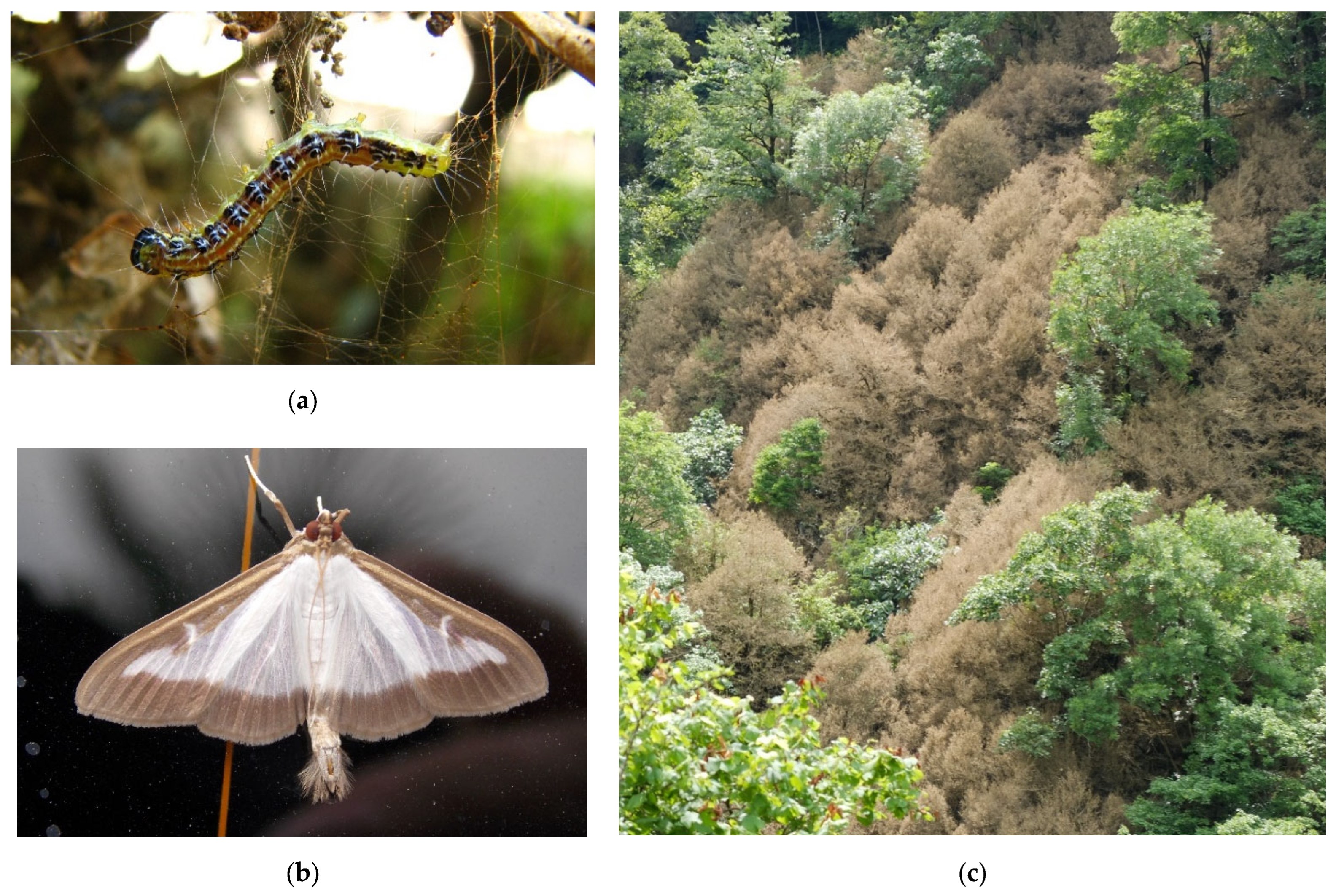 Forests 13 00521 g010a Forests 13 00521 g010a