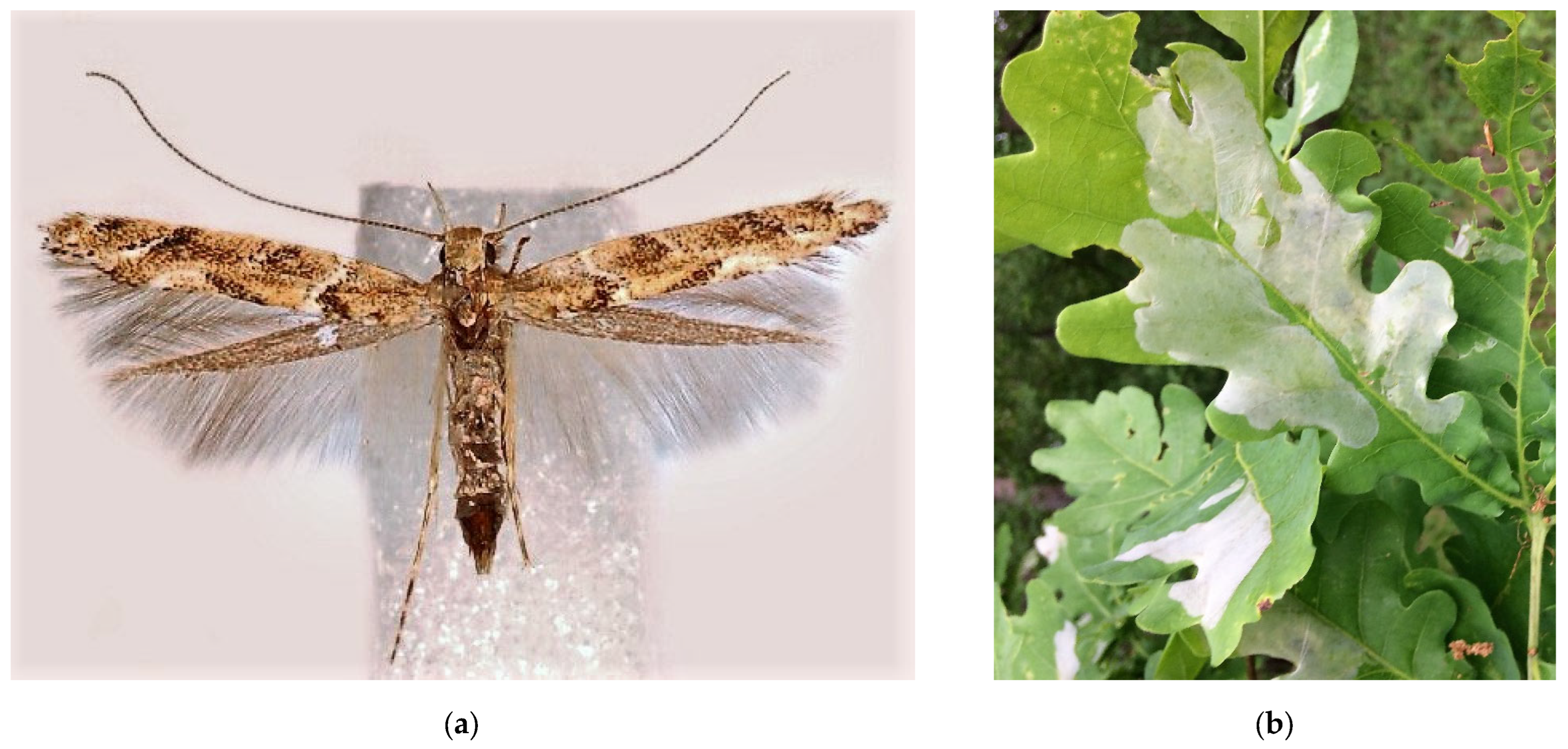 Forests 13 00521 g011a Forests 13 00521 g011a