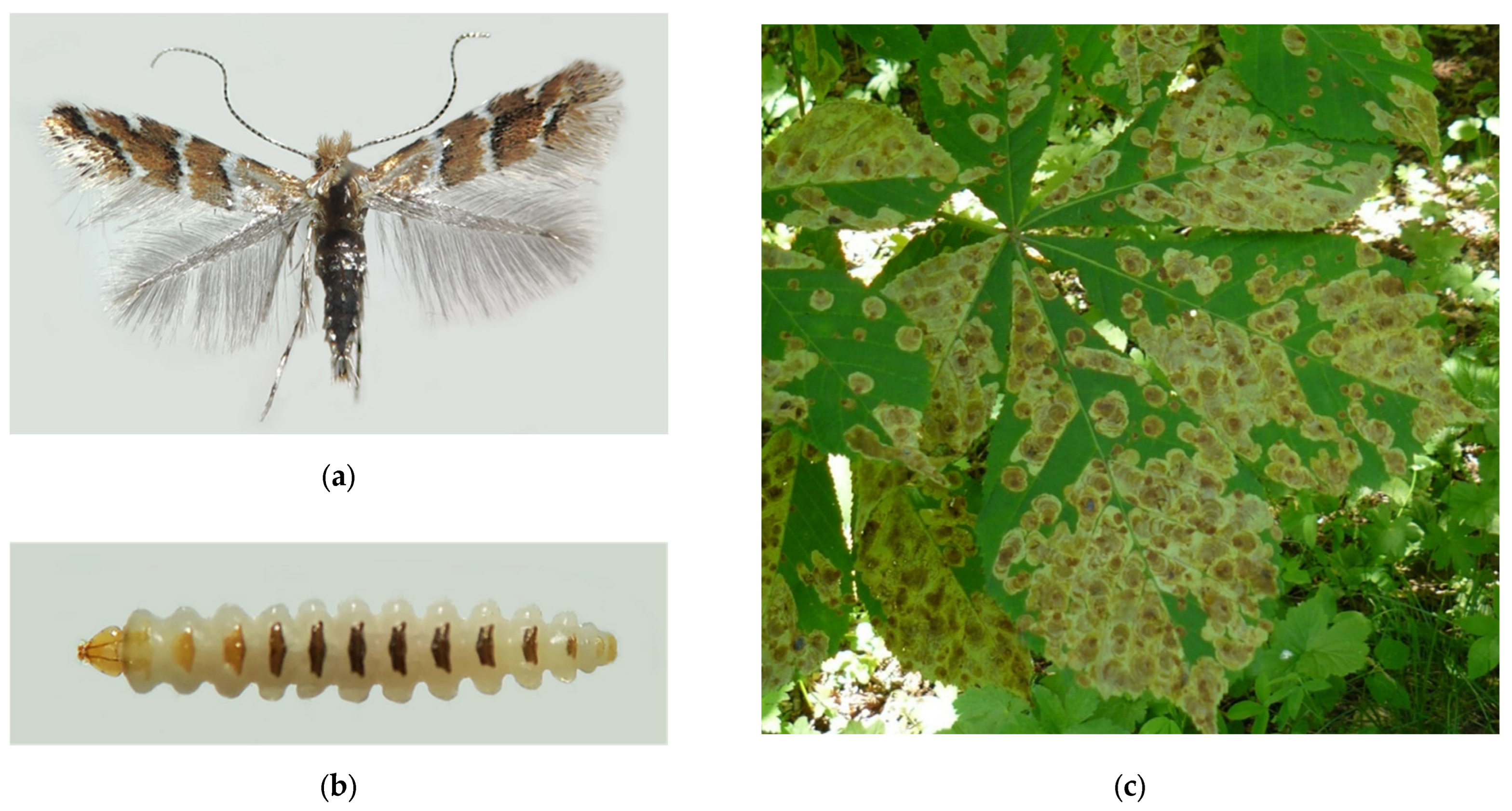 Forests 13 00521 g012a Forests 13 00521 g012a