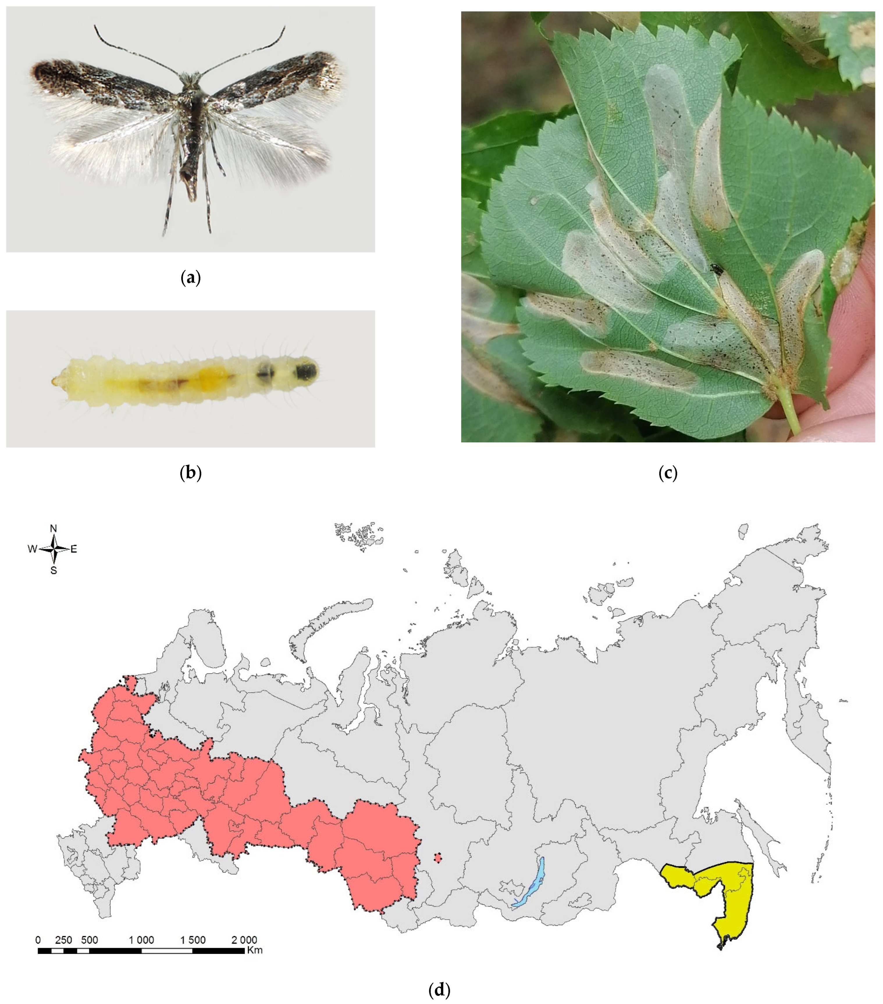 Forests 13 00521 g013 Forests 13 00521 g013