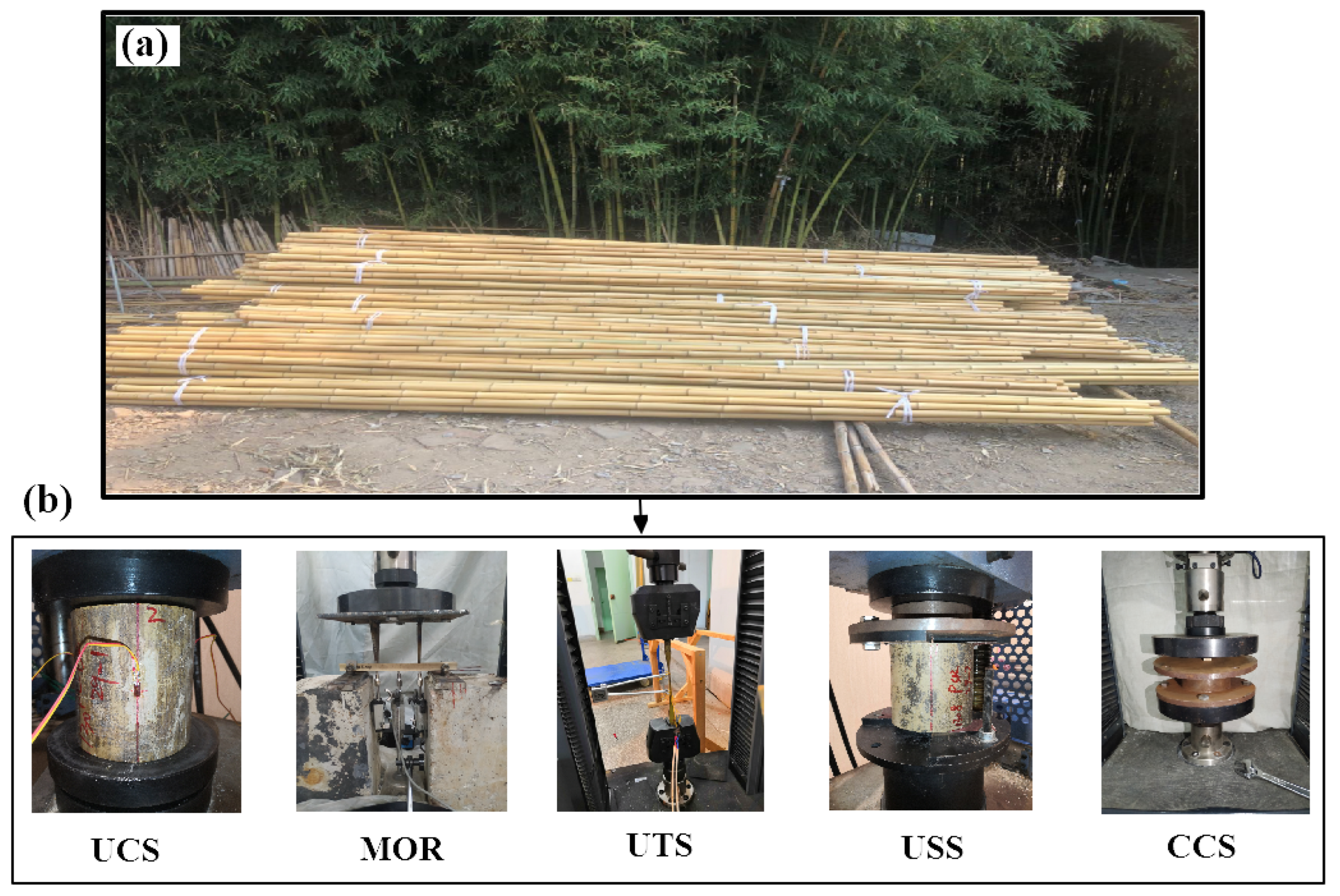 Forests 13 00526 g001 550