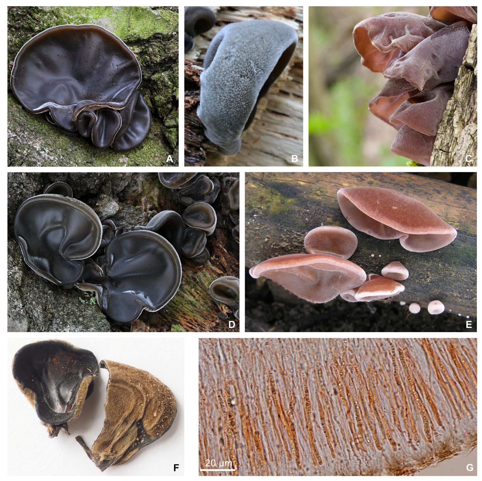 Forests 13 00532 g003 550