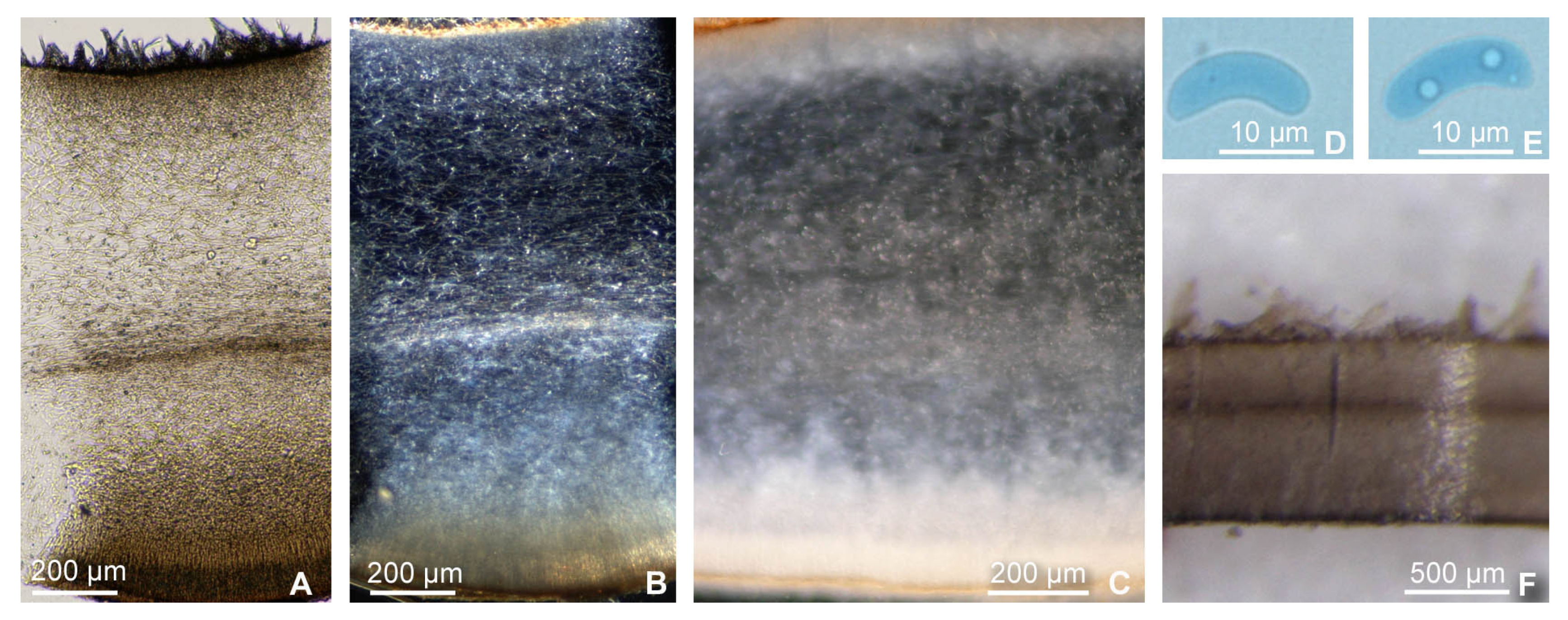 Forests 13 00532 g004 550