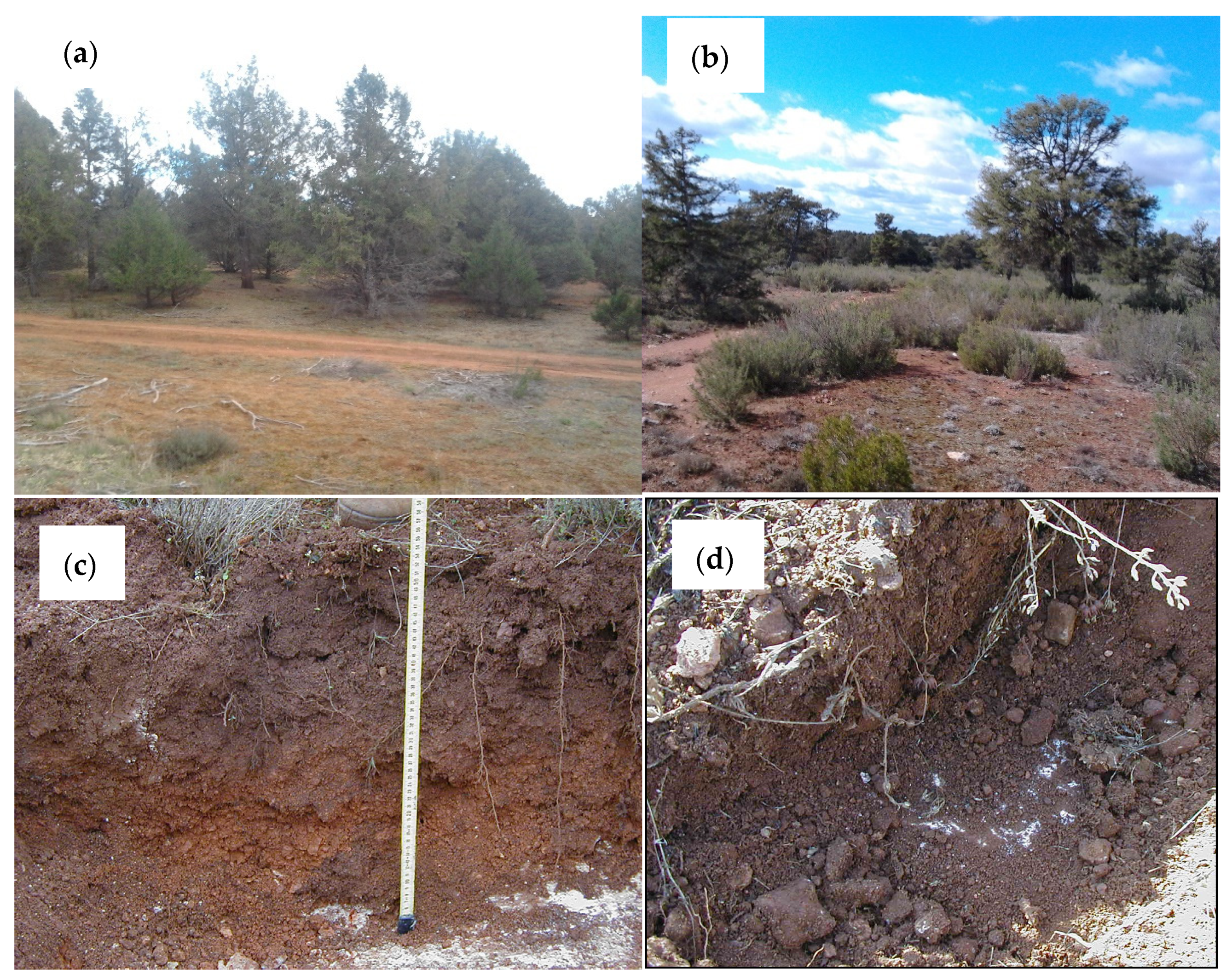 Forests 13 00538 g002 Forests 13 00538 g002