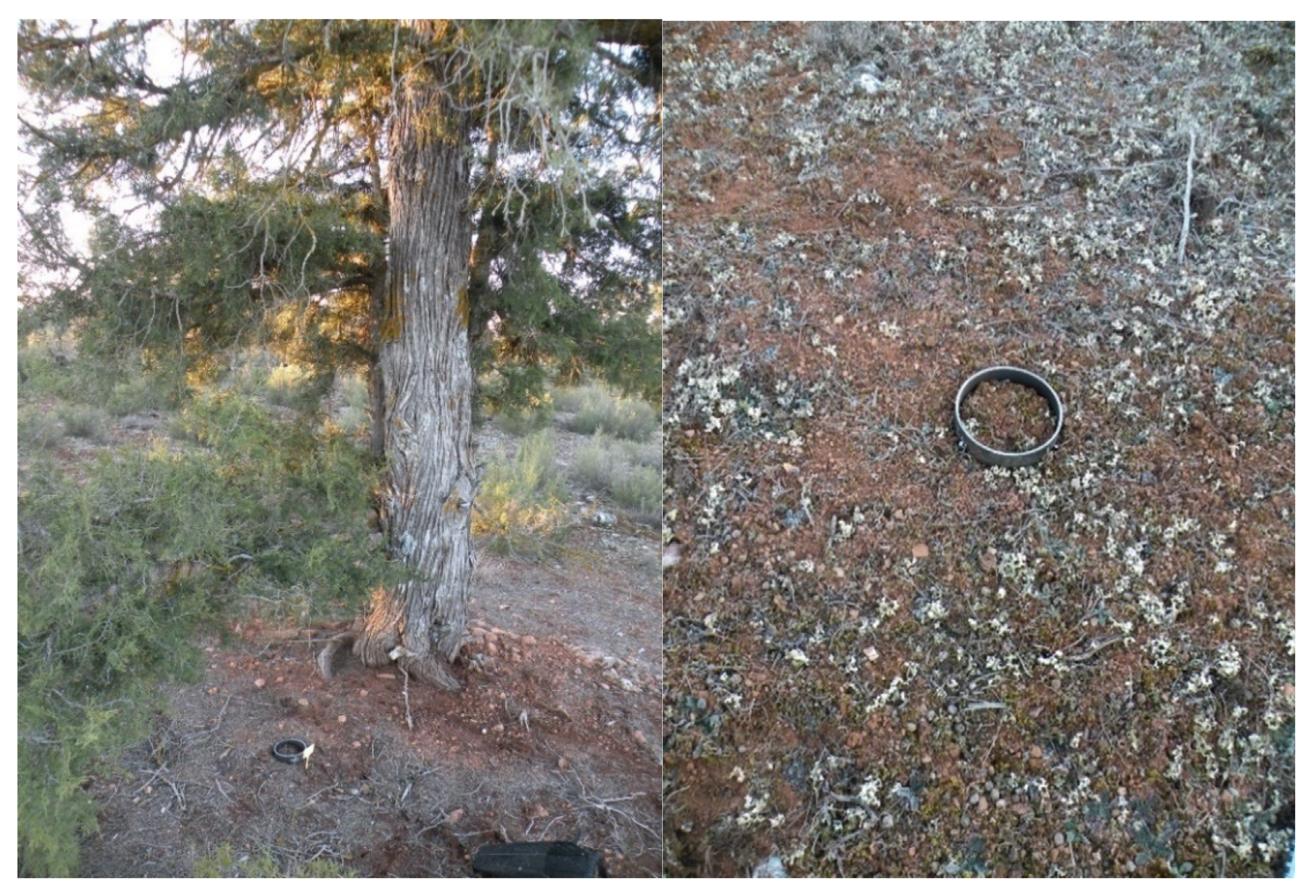 Forests 13 00538 g003 Forests 13 00538 g003