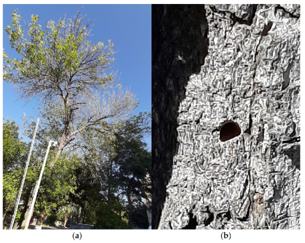 Forests 13 00541 g001 550