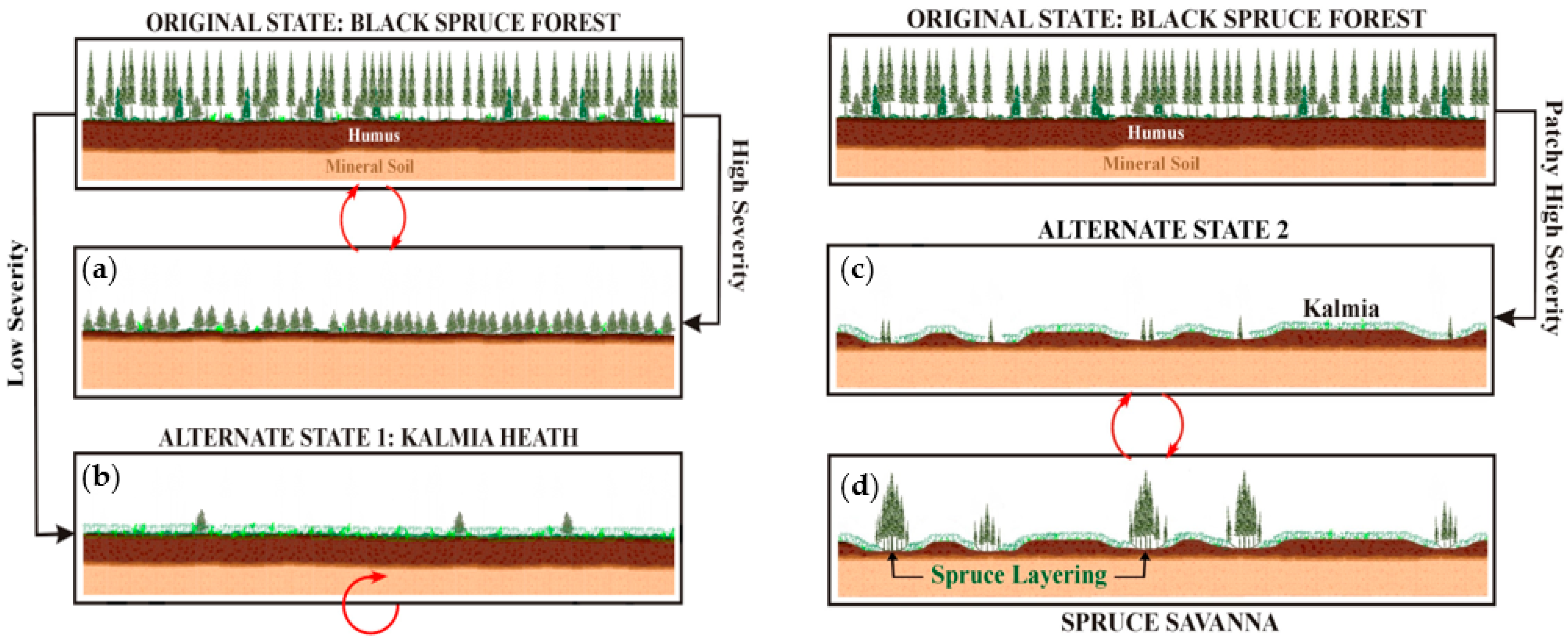 Forests 13 00570 g001 550