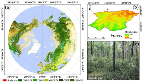 How Potential Evapotranspiration Regulates the Response of Canopy