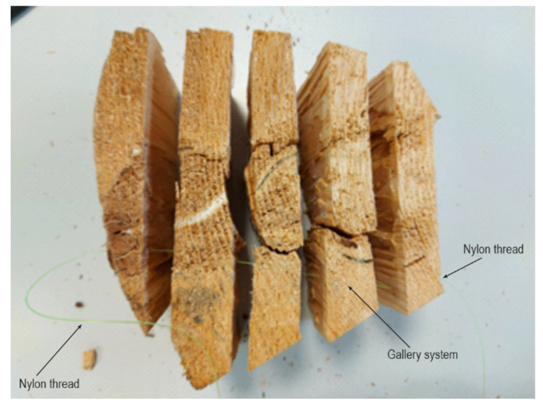 Forests 13 00580 g001