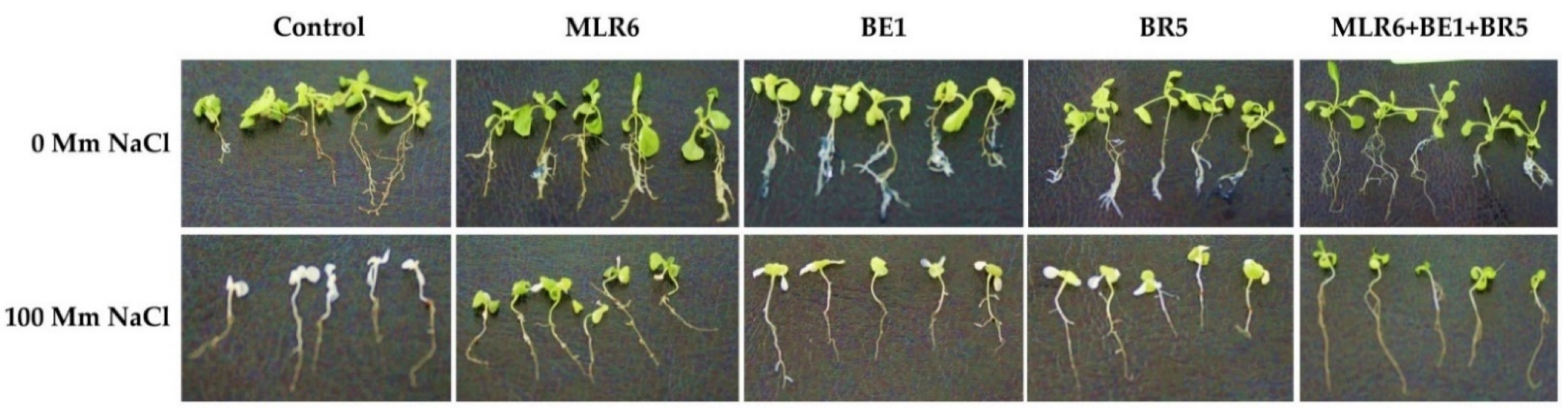 Forests 13 00586 g008 Forests 13 00586 g008