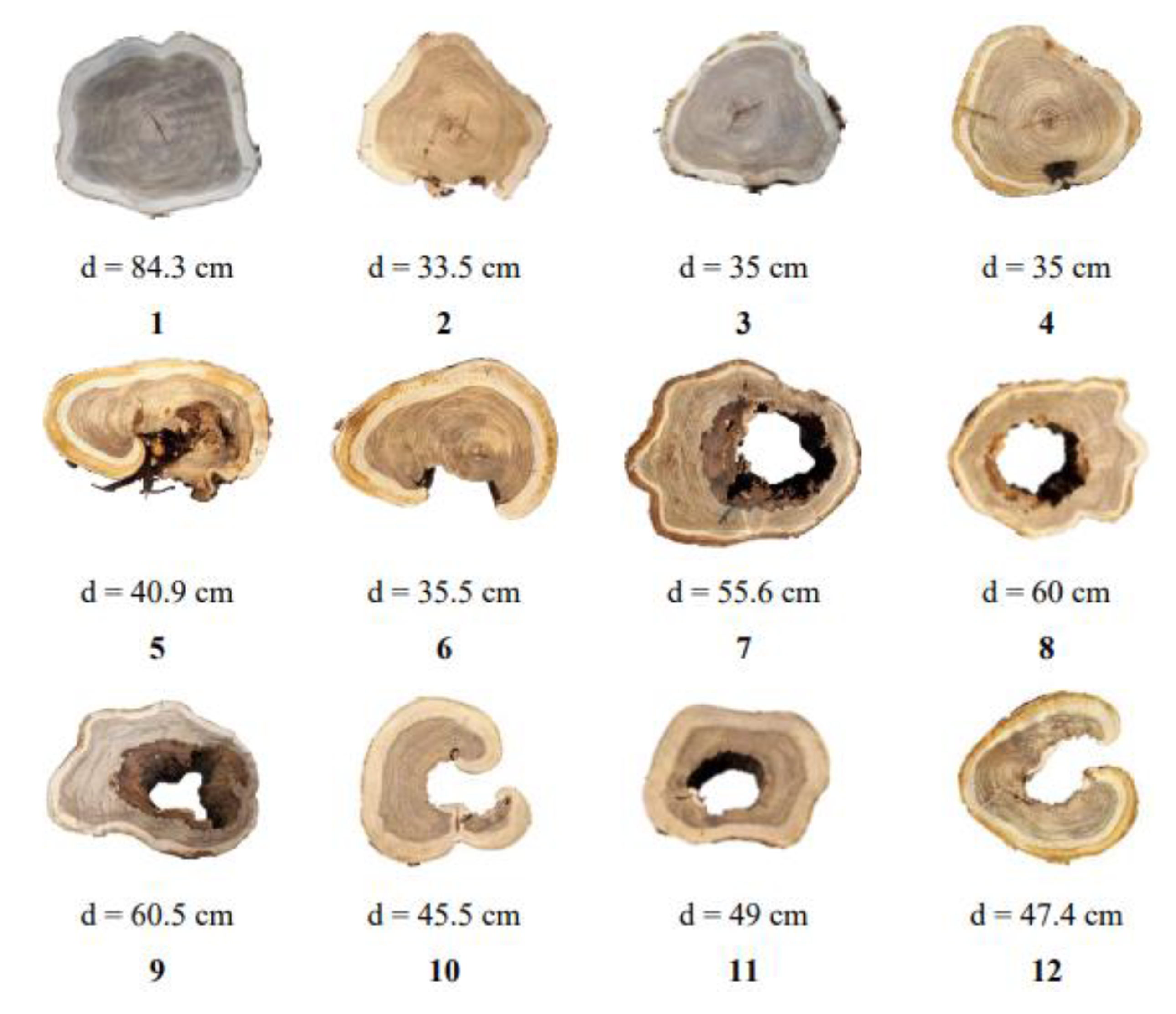 Forests 13 00596 g002