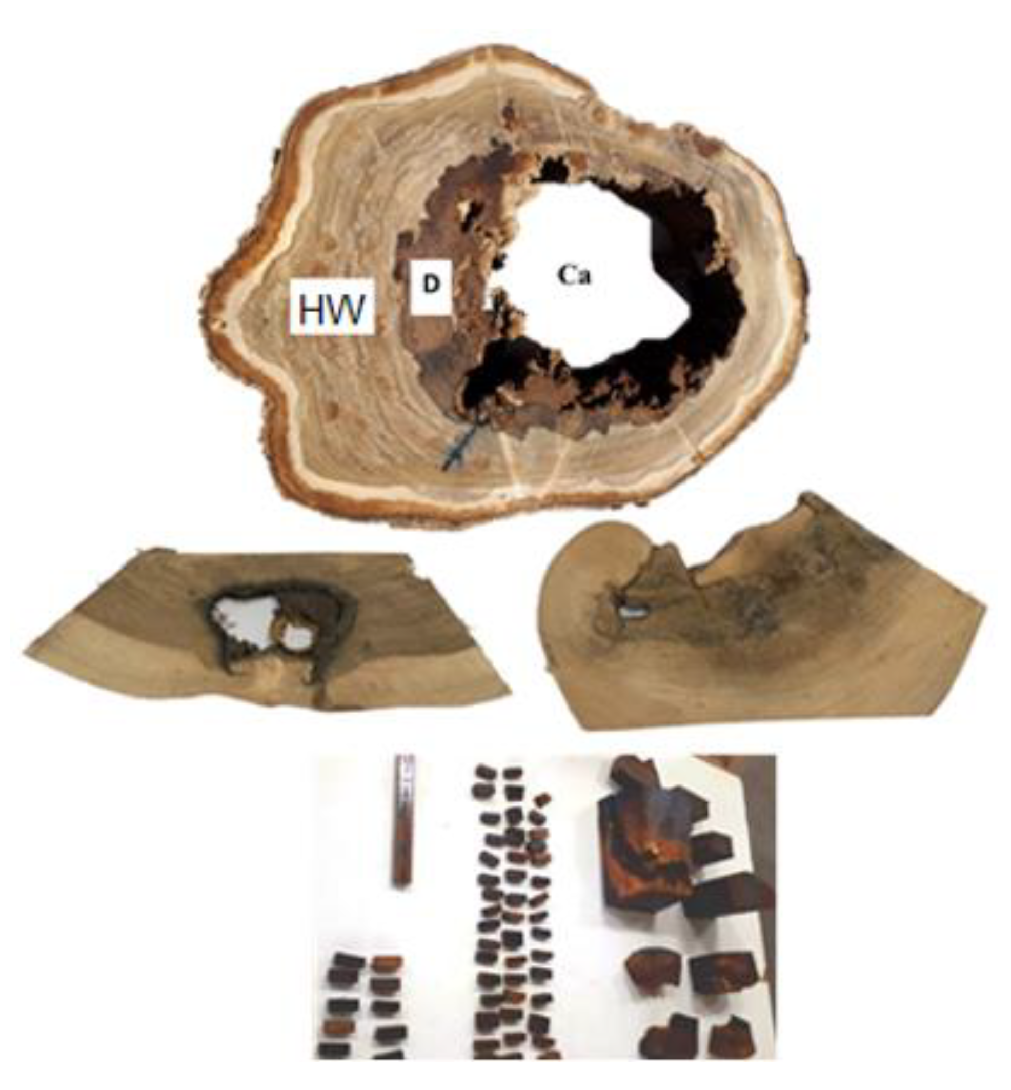 Forests 13 00596 g004