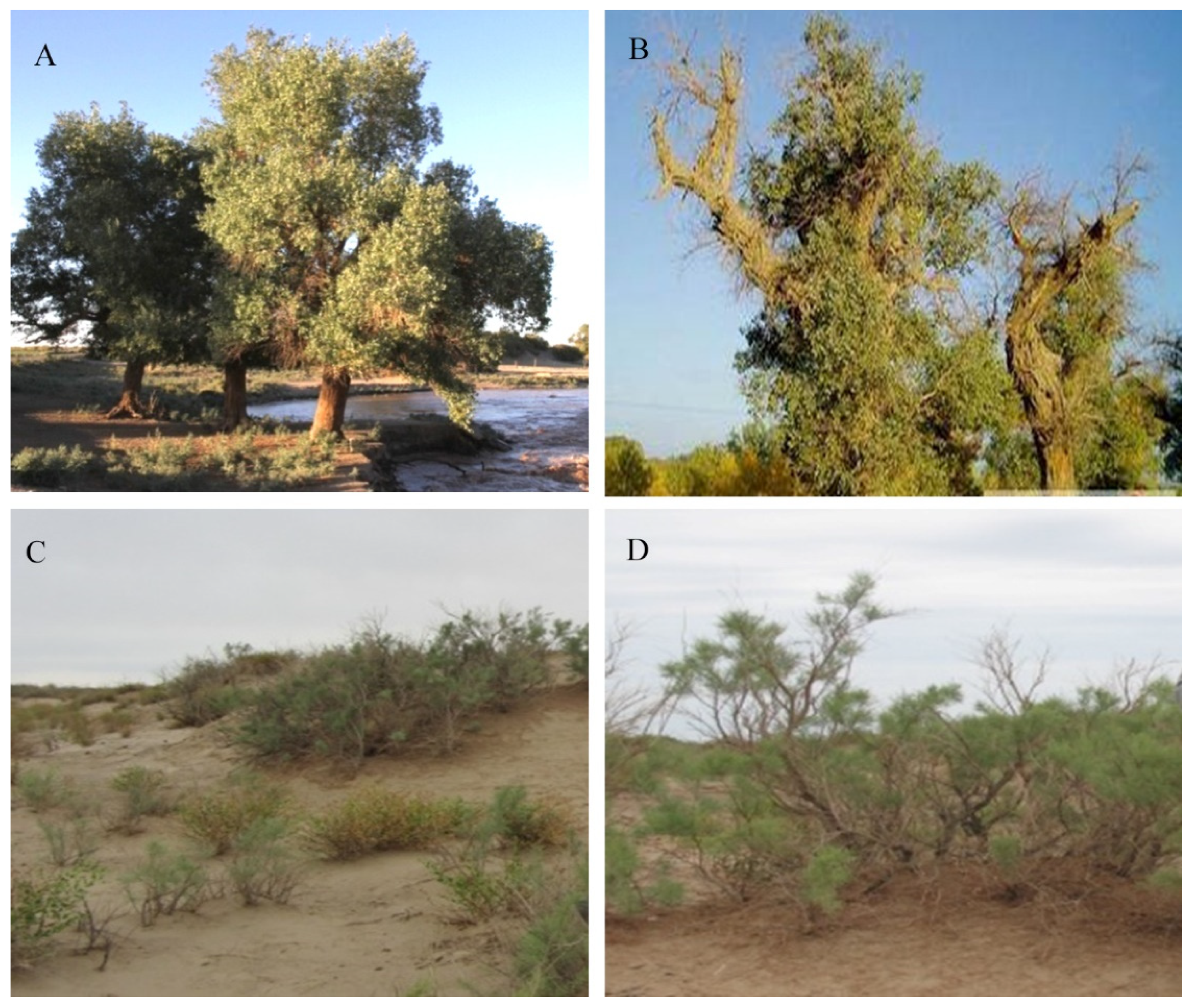 Forests 13 00619 g003 Forests 13 00619 g003