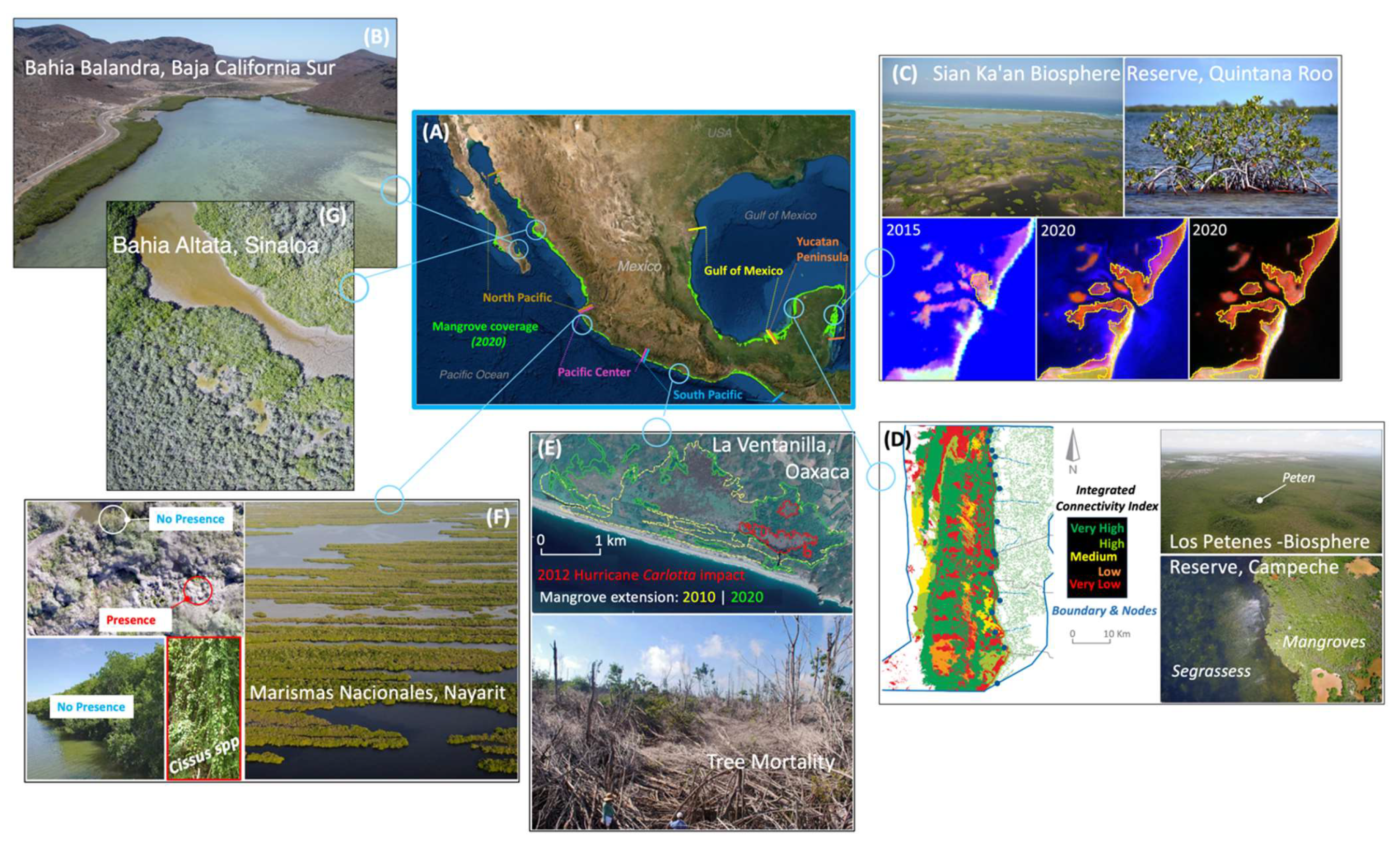 Forests 13 00621 g007