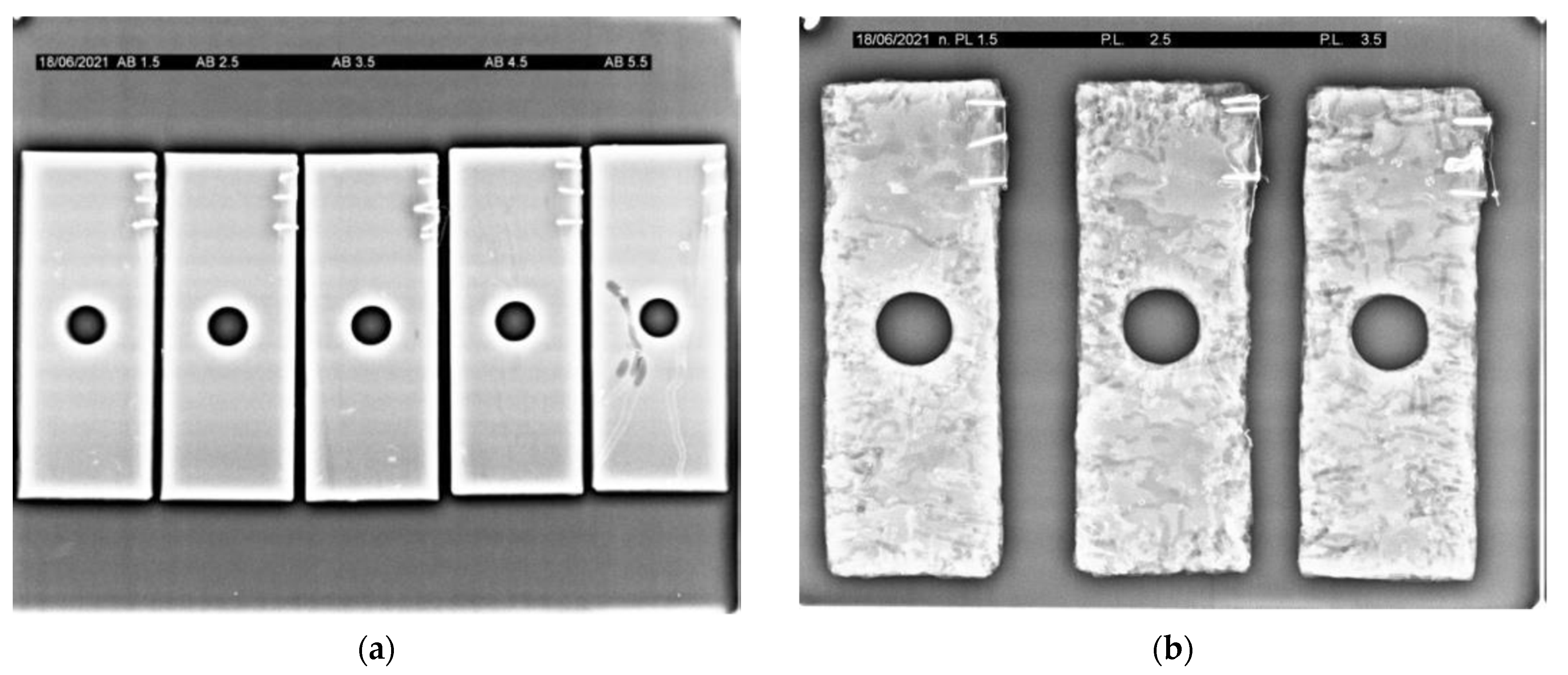 Forests 13 00636 g001