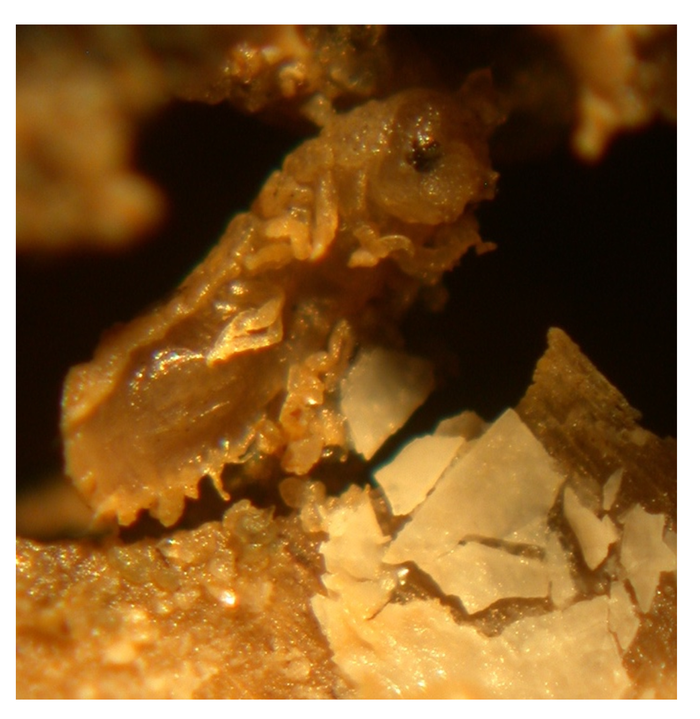 Forests 13 00636 g002