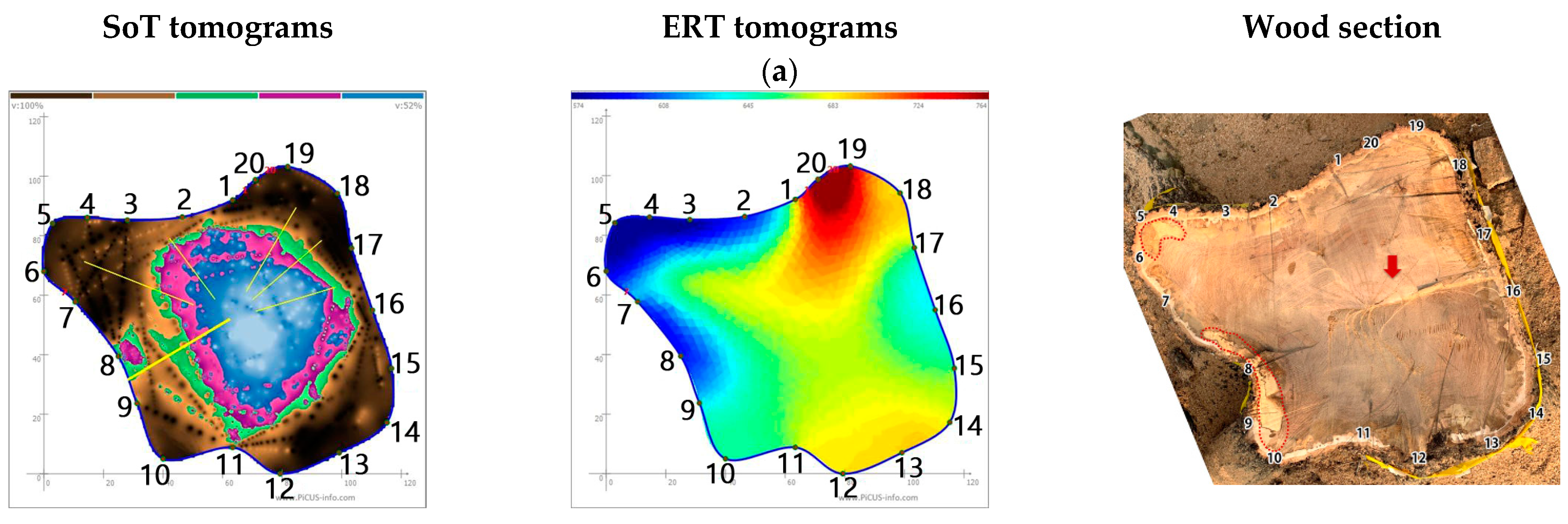 Forests 13 00638 g001a 550