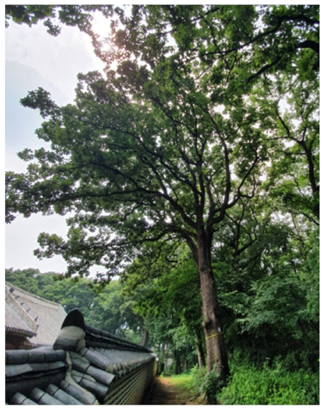 Forests 13 00638 i038