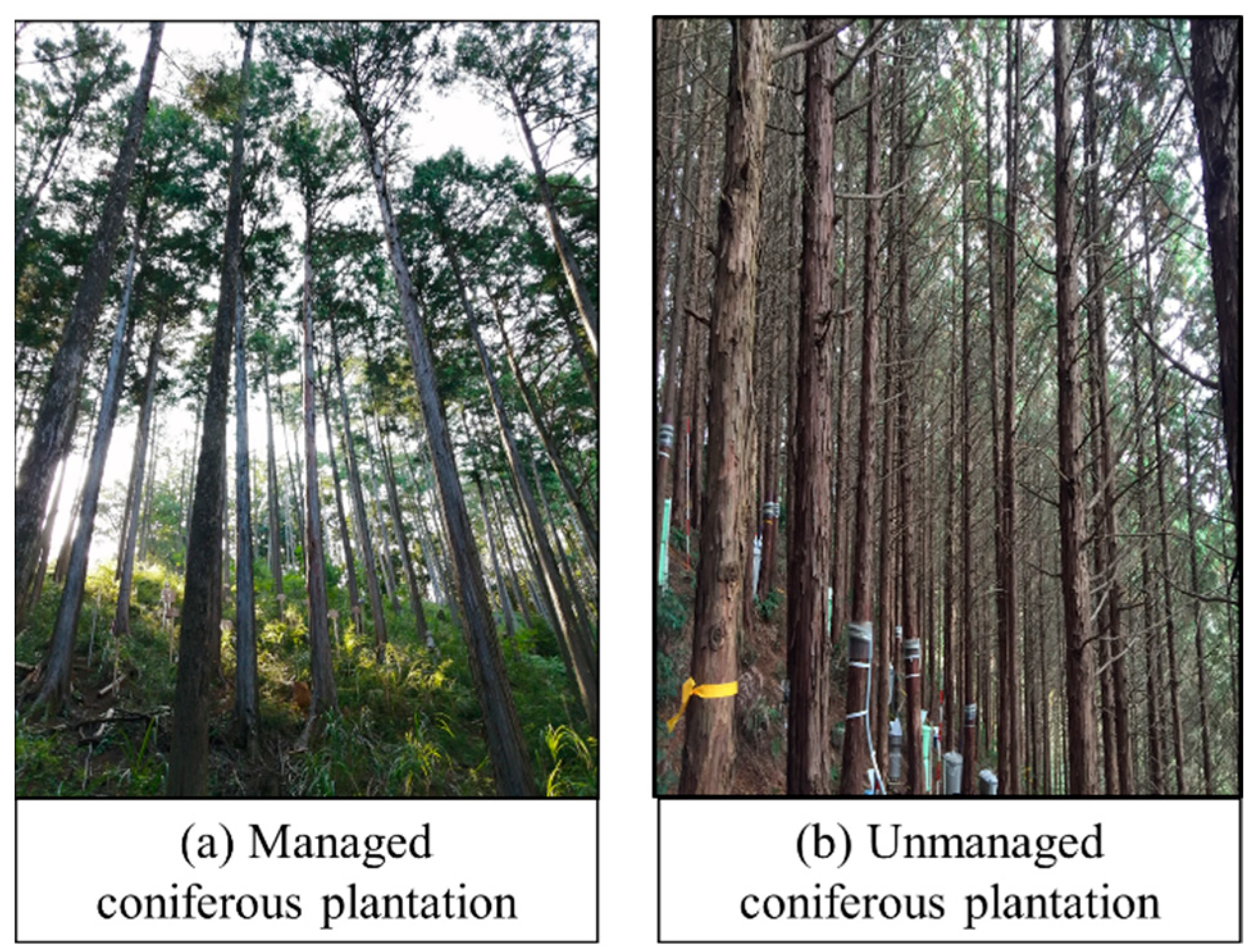 Forests 13 00657 g001 Forests 13 00657 g001