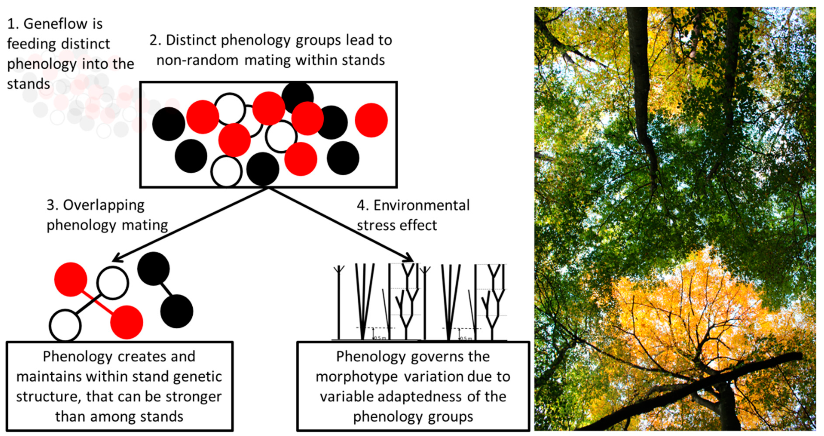 Forests 13 00664 g005 Forests 13 00664 g005