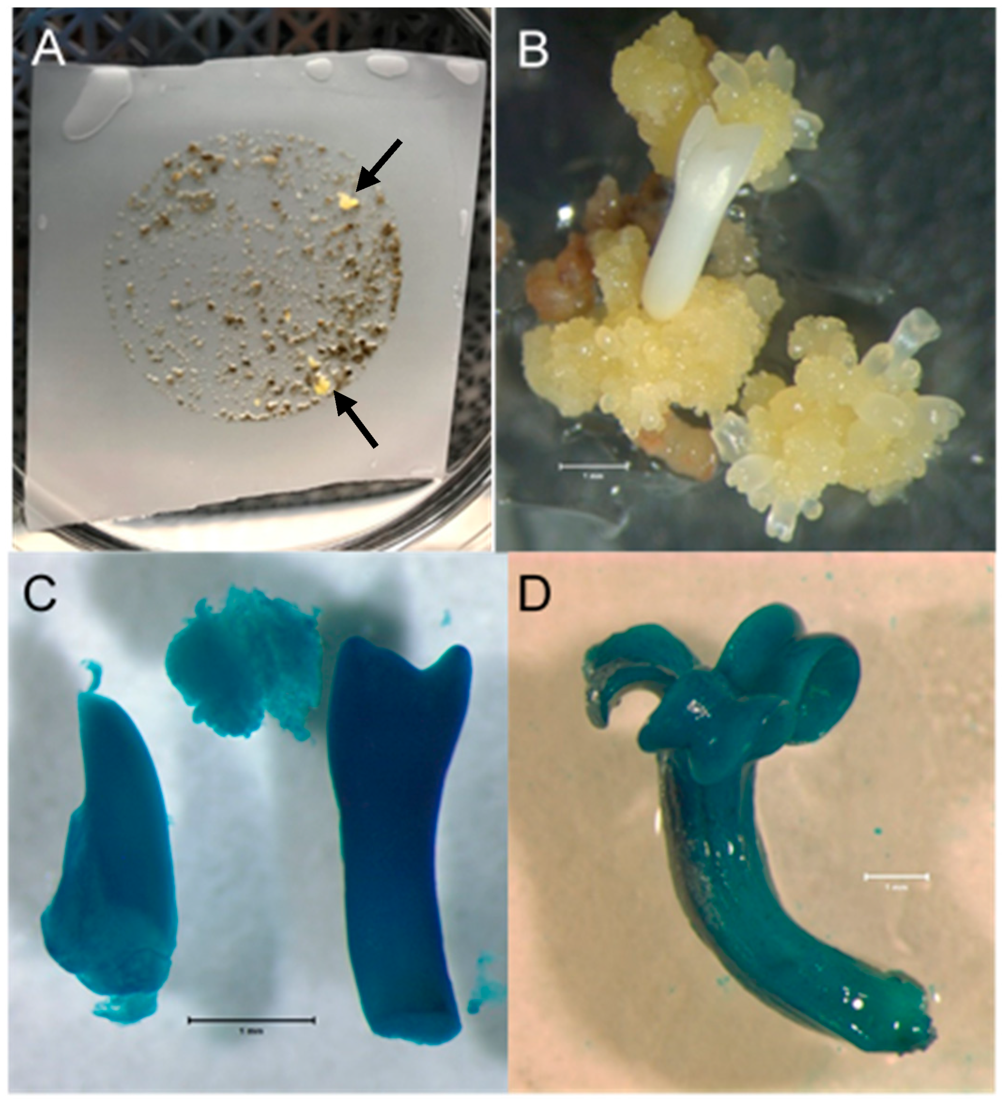 Forests 13 00671 g001