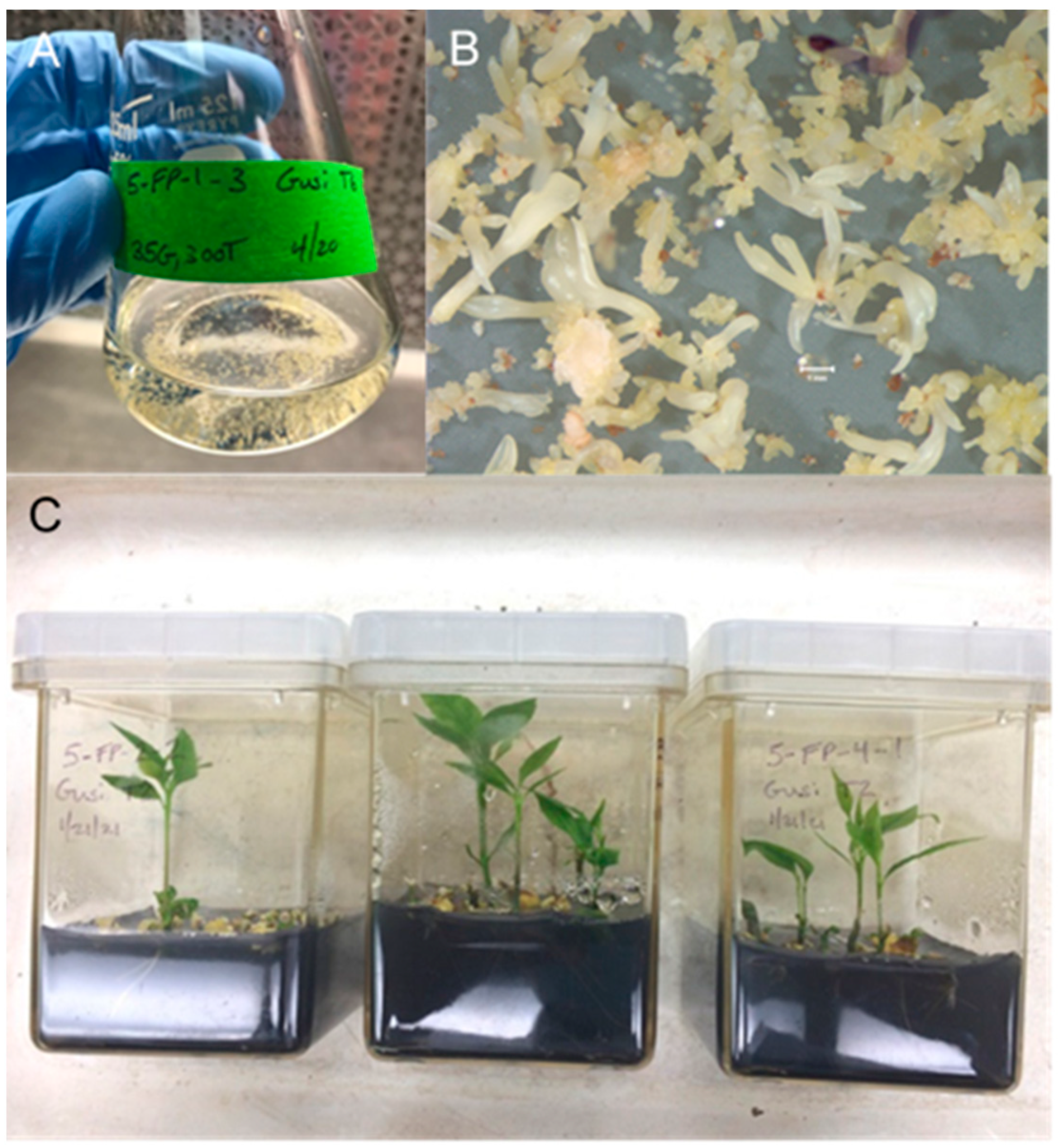 Forests 13 00671 g002