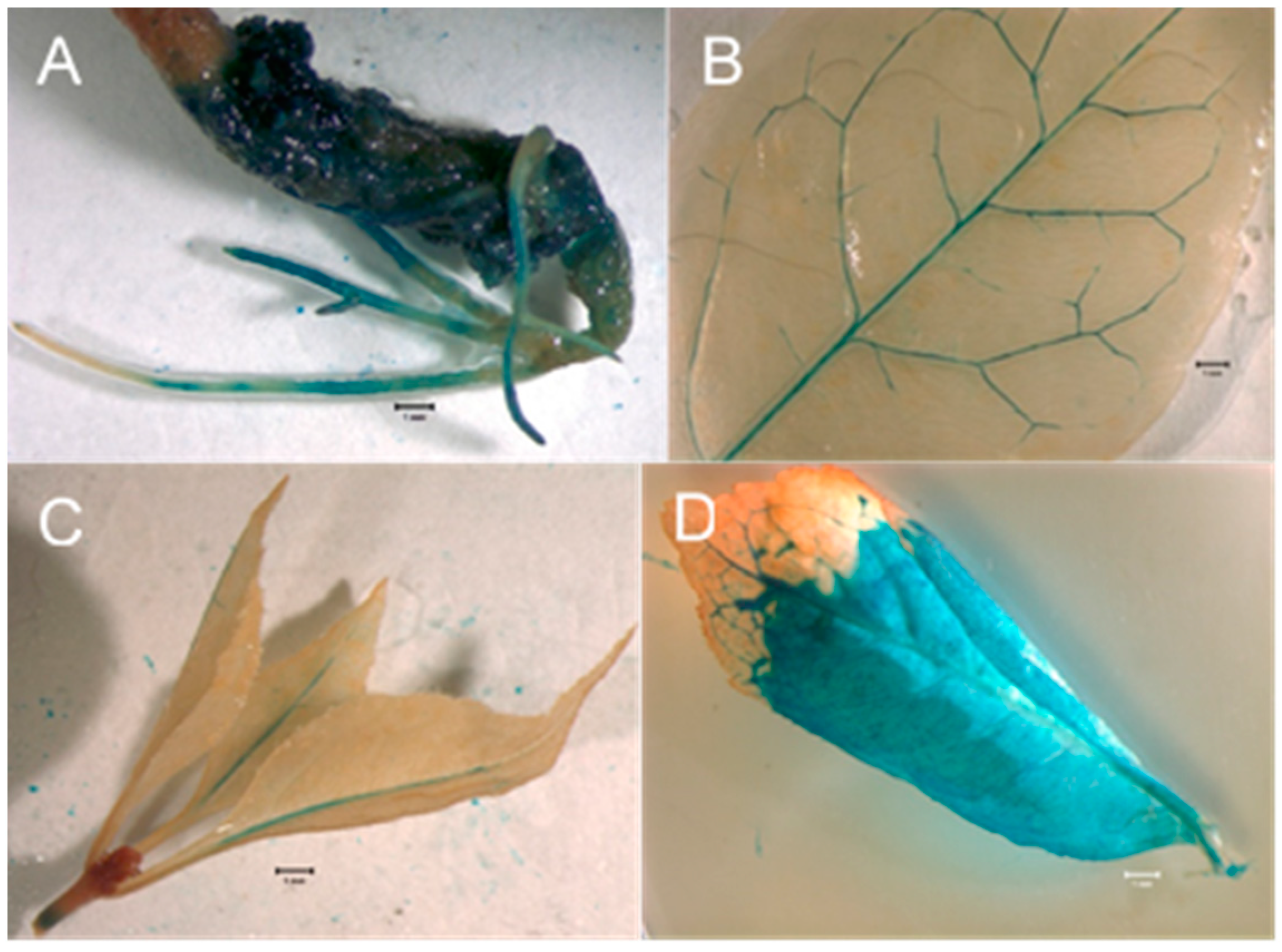 Forests 13 00671 g003