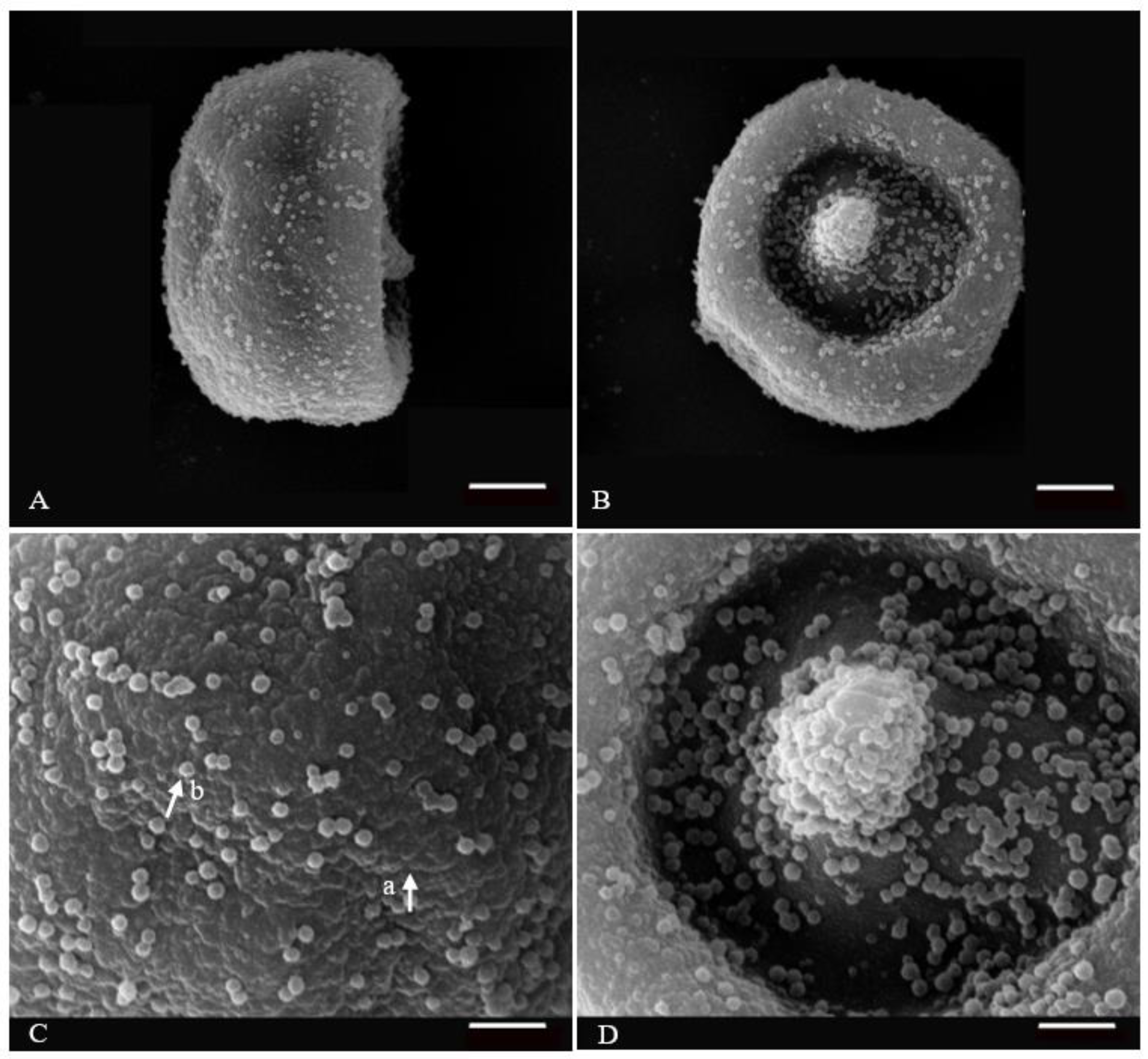 Microsporogenesis, Pollen Ornamentation, Viability of Stored