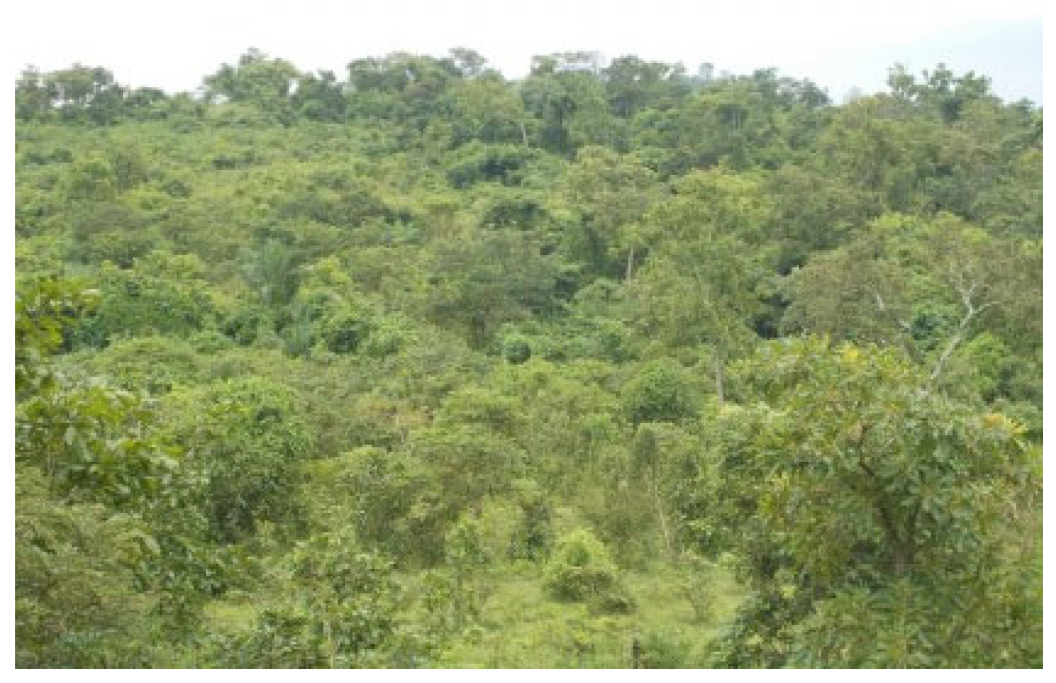 Forests 13 00698 g015 Forests 13 00698 g015