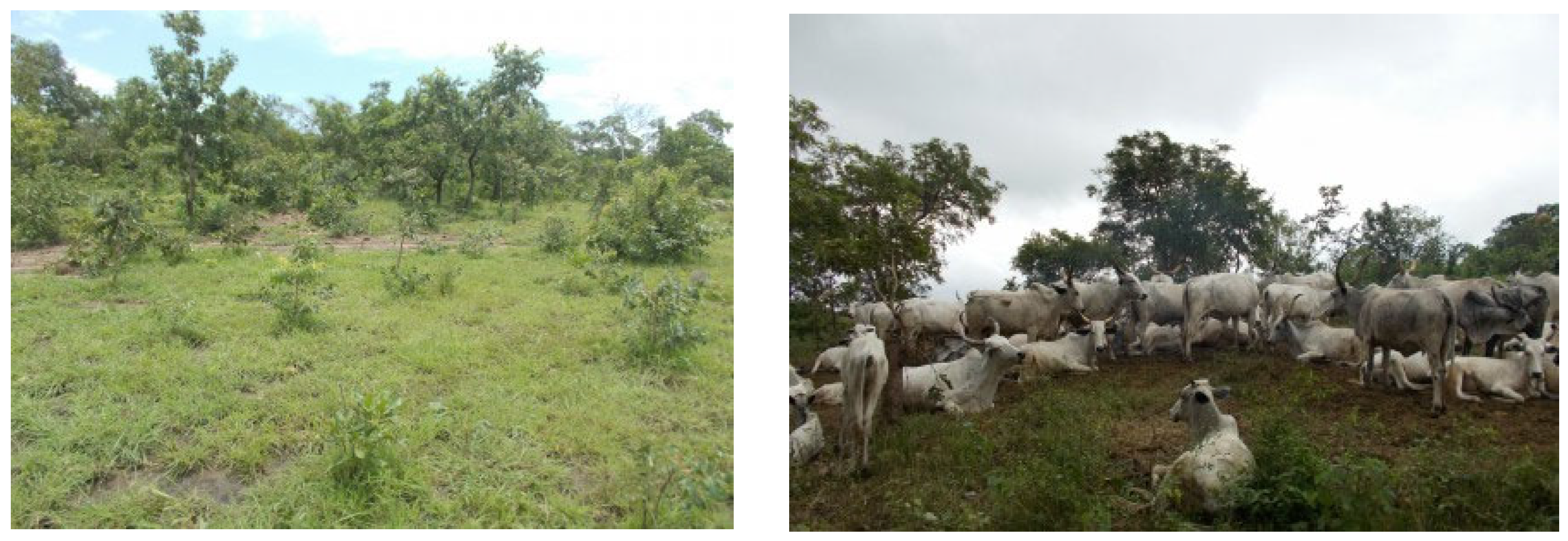 Forests 13 00698 g017 Forests 13 00698 g017