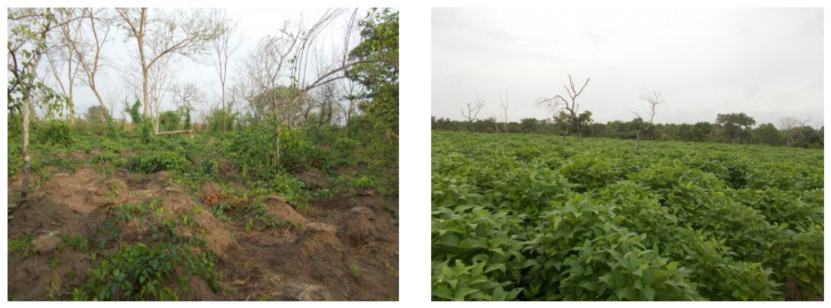 Forests 13 00698 g018 Forests 13 00698 g018