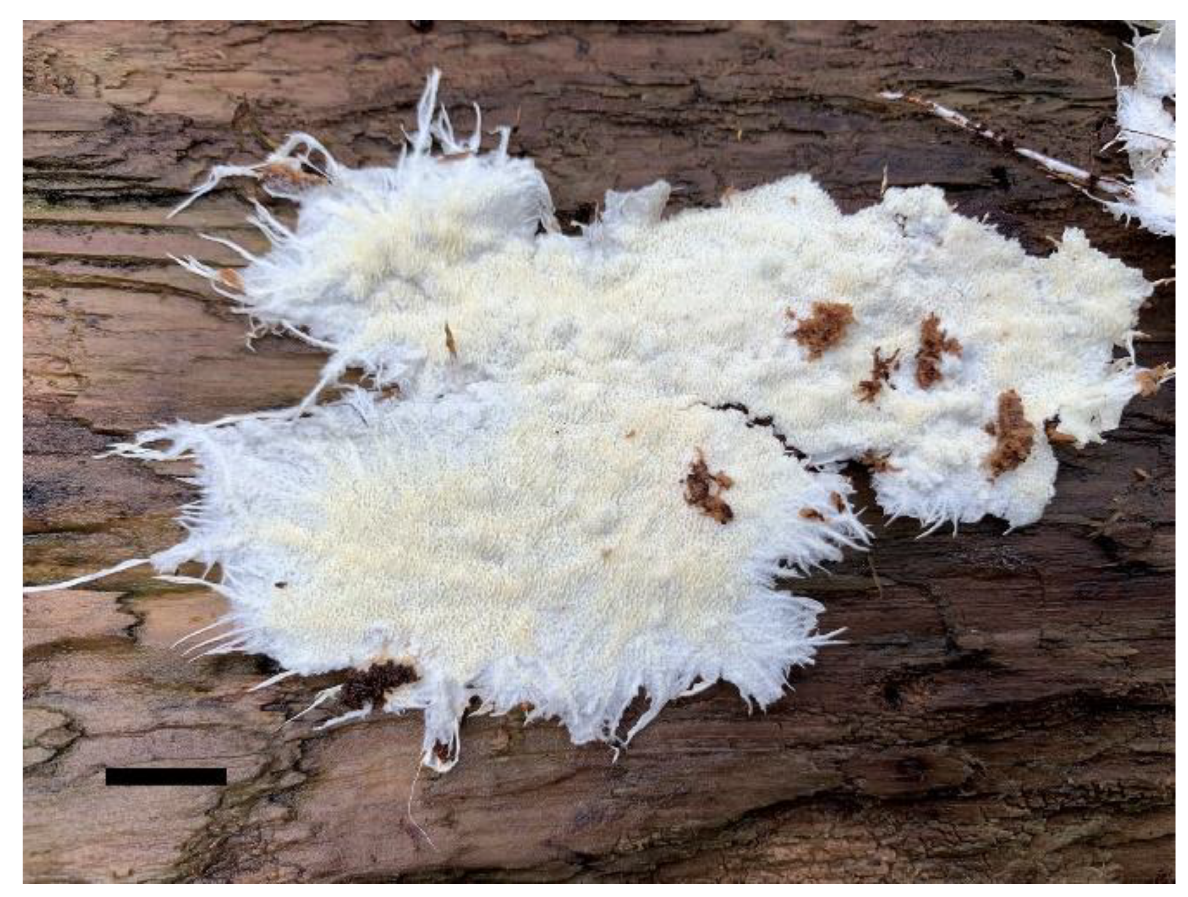 Forests 13 00713 g002