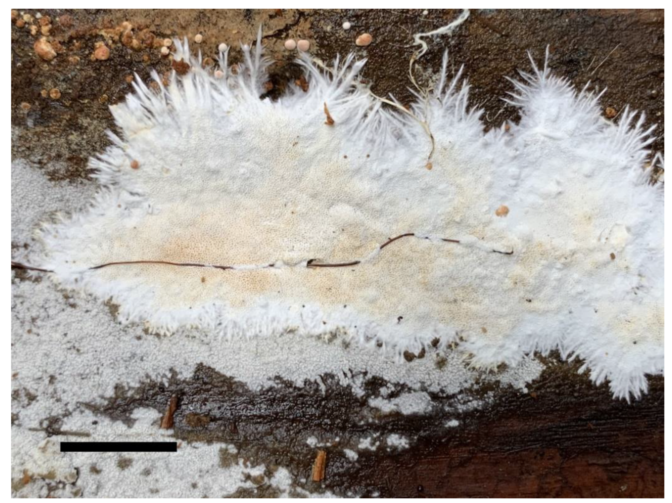 Forests 13 00713 g004