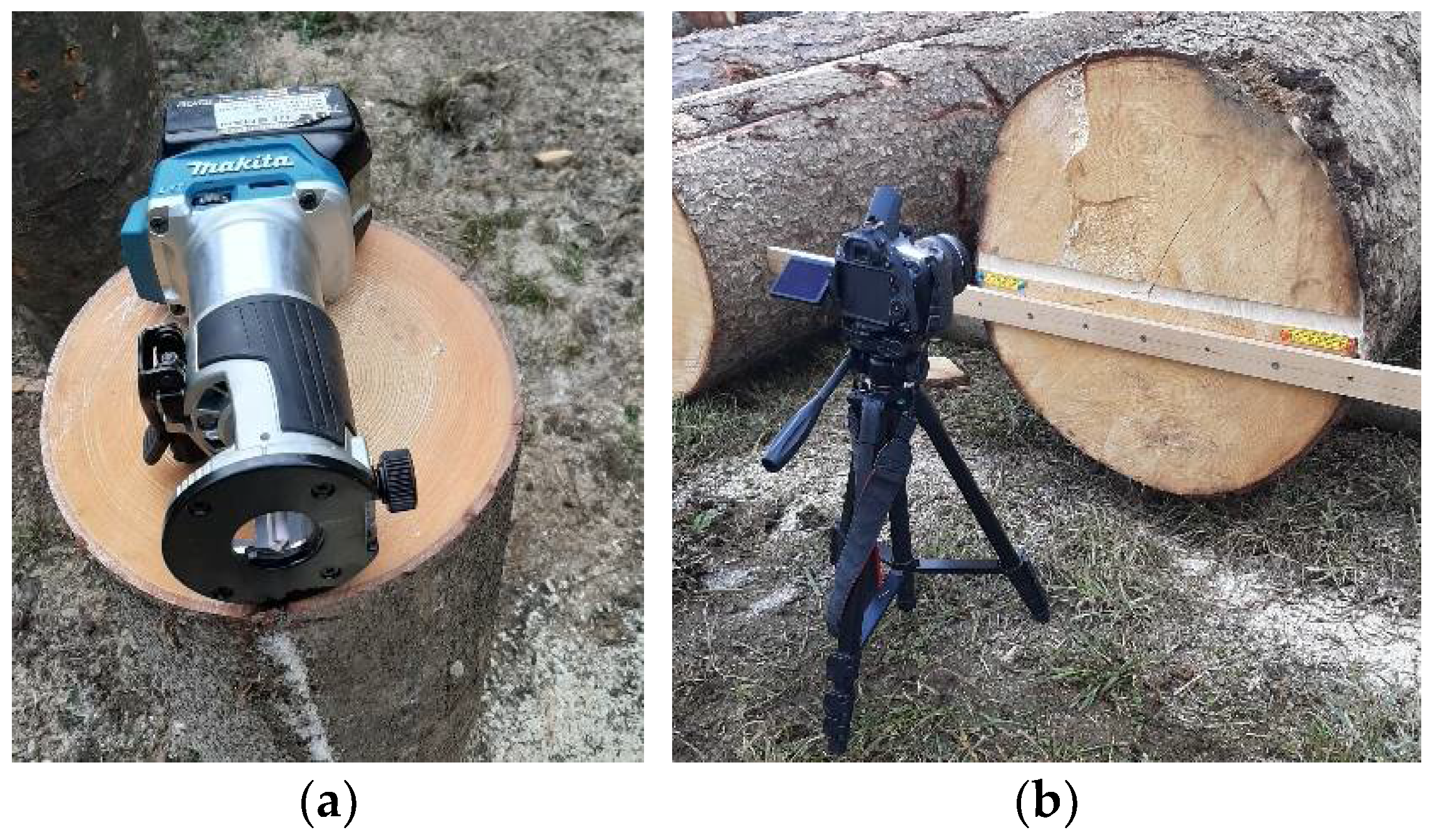 Forests 13 00729 g004 Forests 13 00729 g004