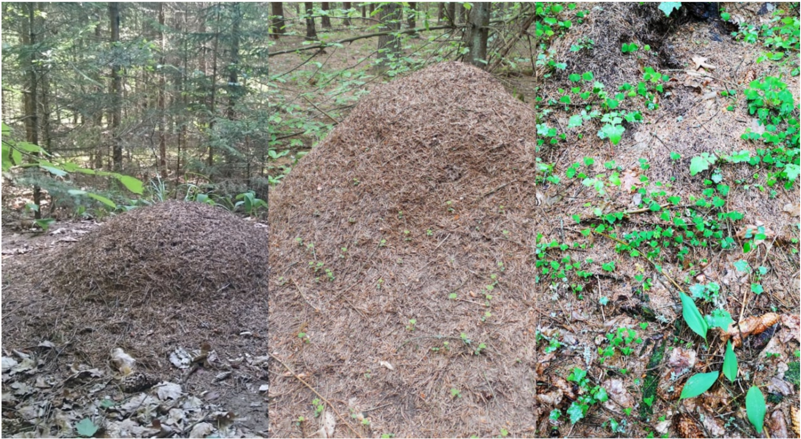 Forests 13 00764 g001 550