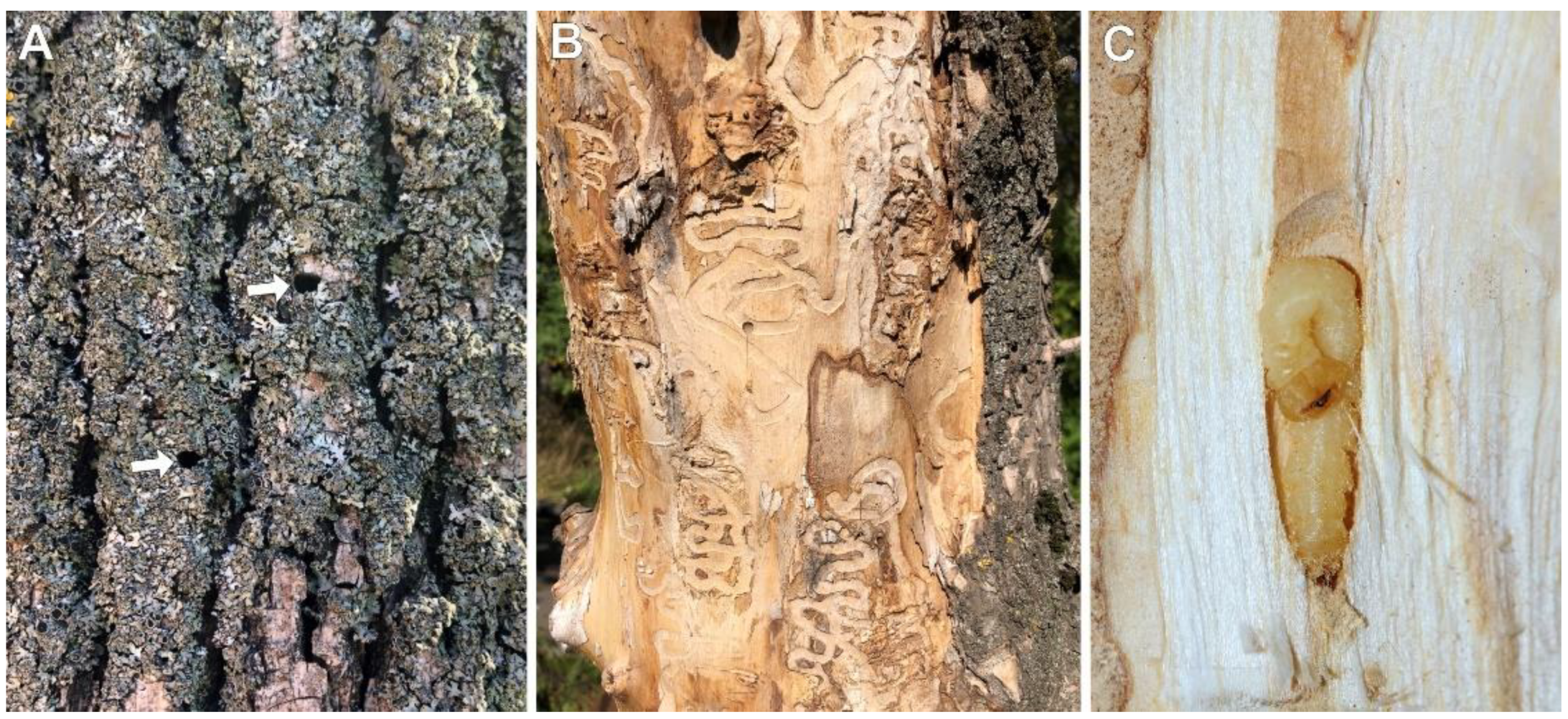 Forests 13 00789 g002 550