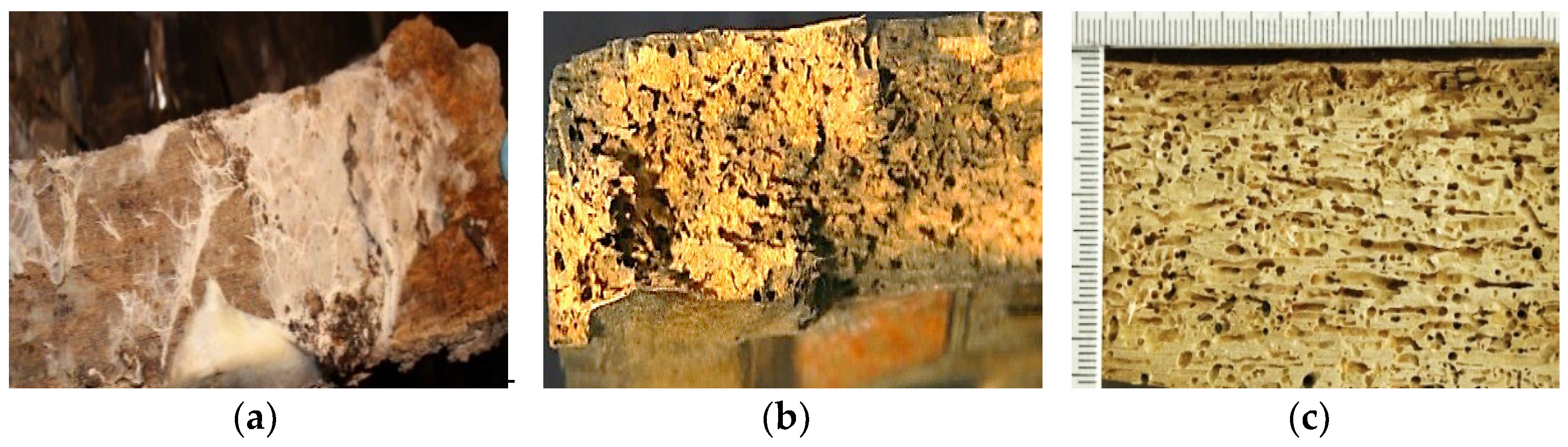 Forests 13 00801 g004