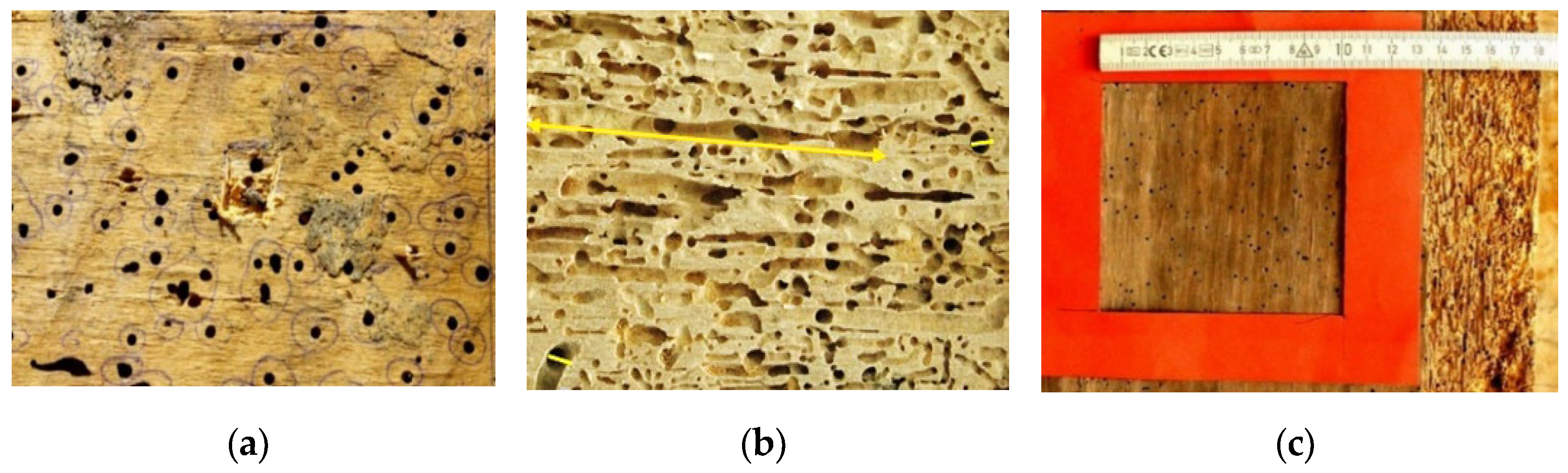 Forests 13 00801 g005