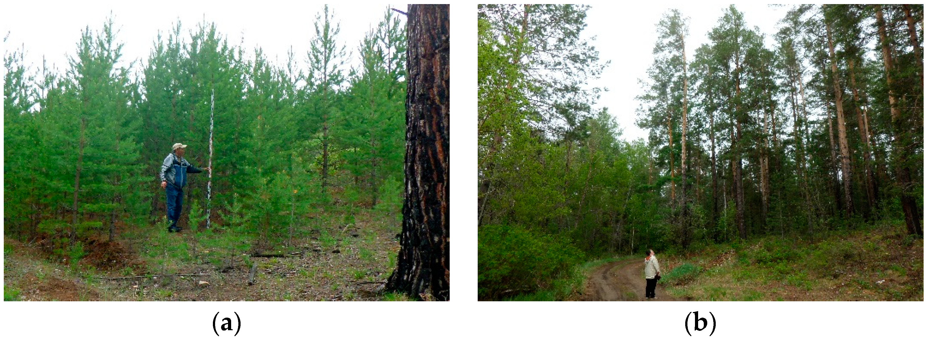 Forests 13 00814 g002 550